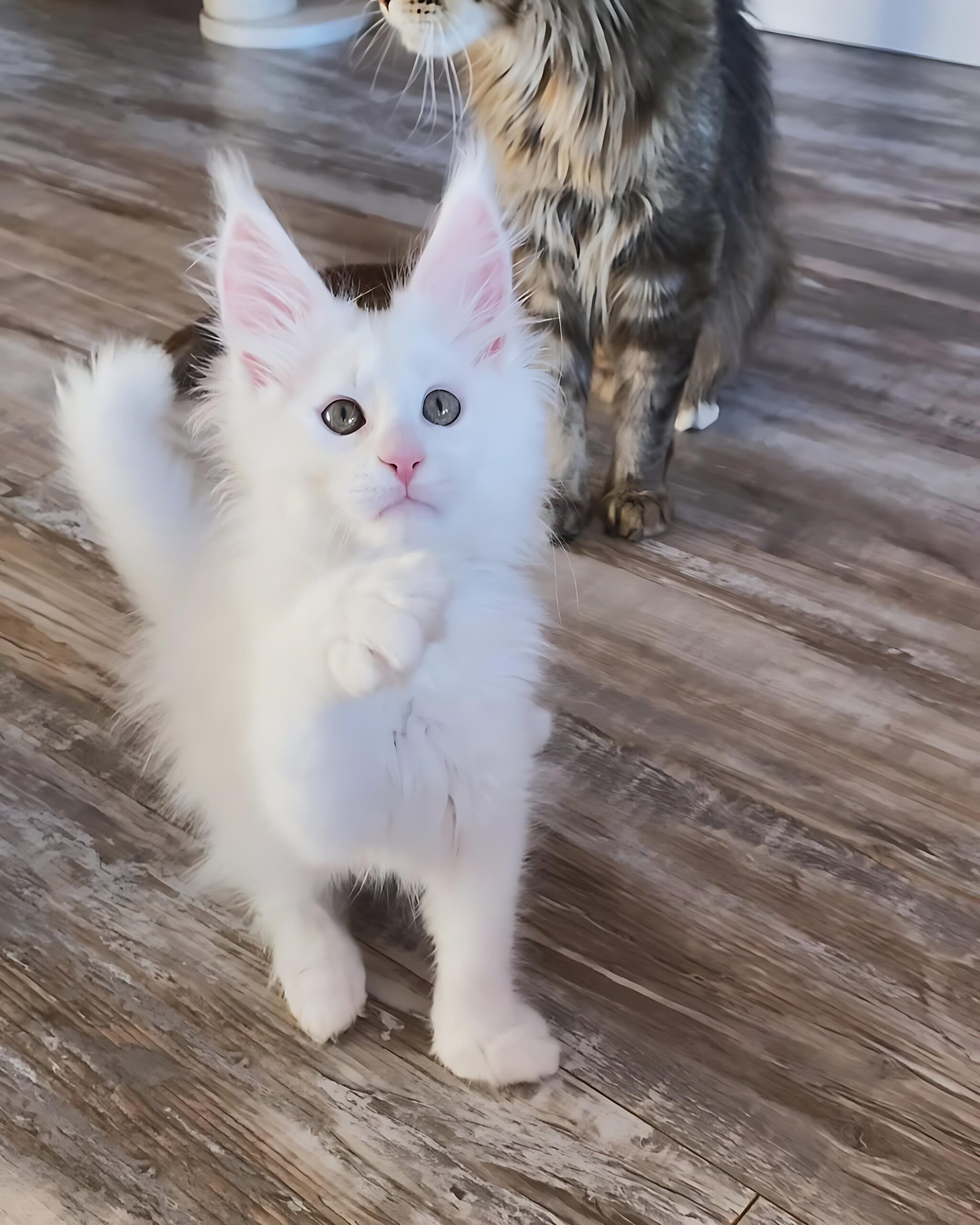 Lisa — Maine Coon Female