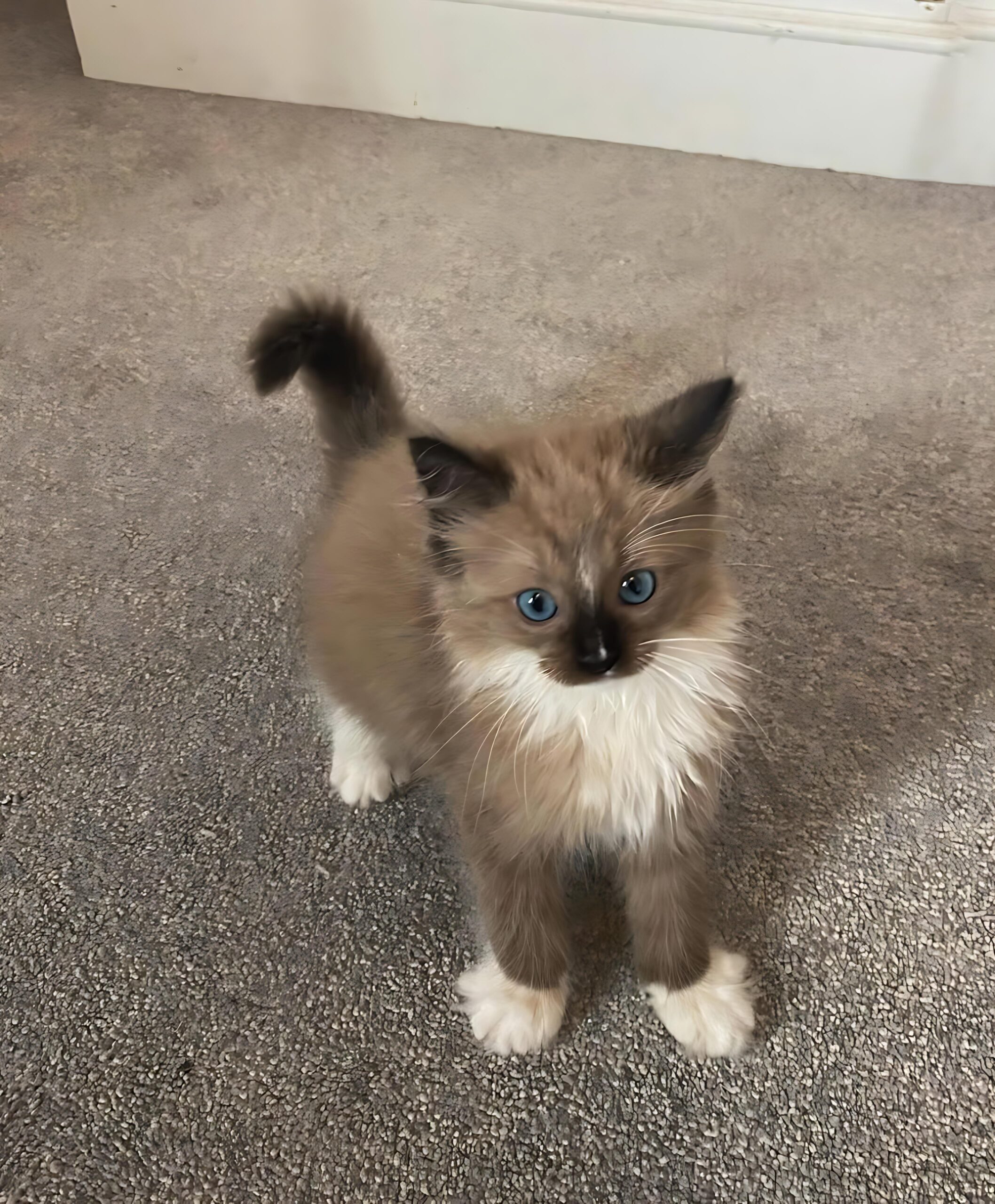 Lulu — Ragdoll Female