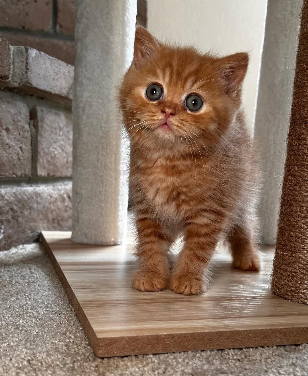 Macaroni — British Shorthair Male