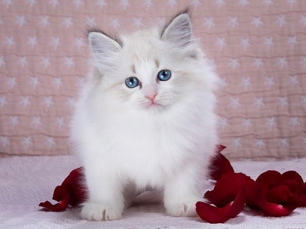 Maona — Siberian Female