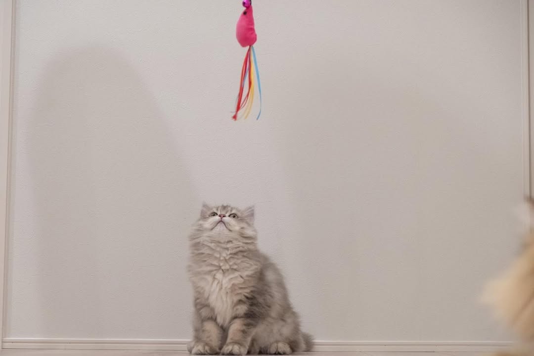 Marco — Persian Male