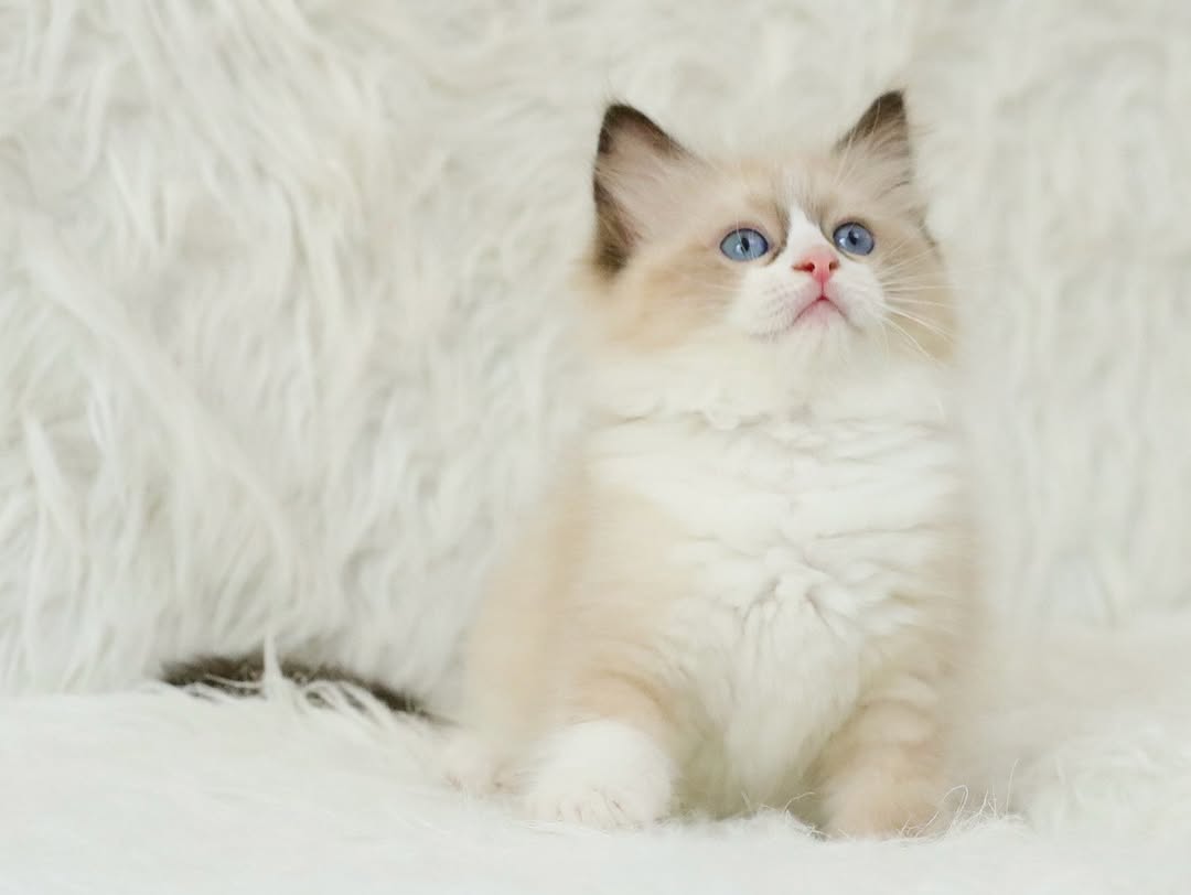 Mariah — Ragdoll Female