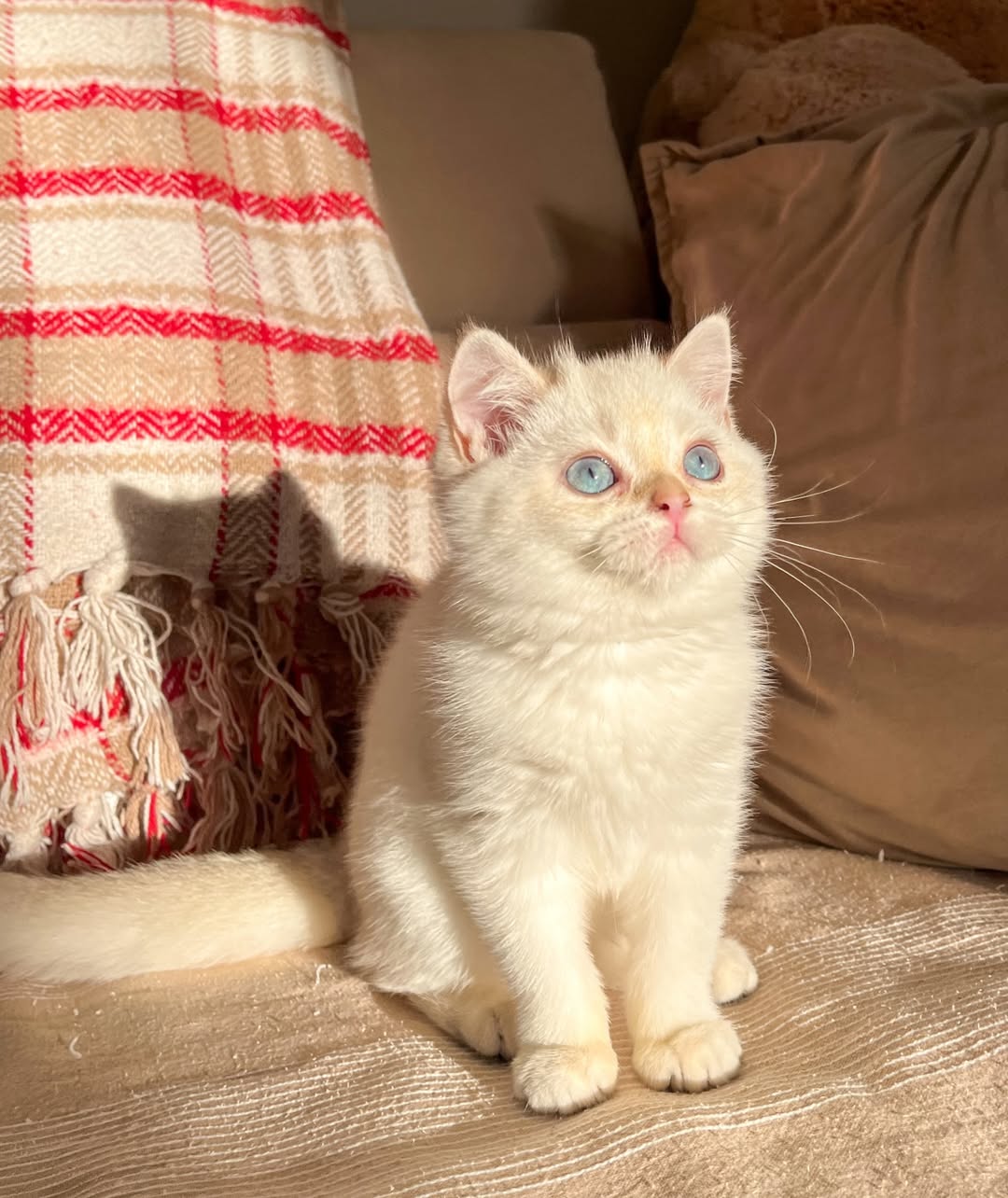 Maya — Scottish Fold Female