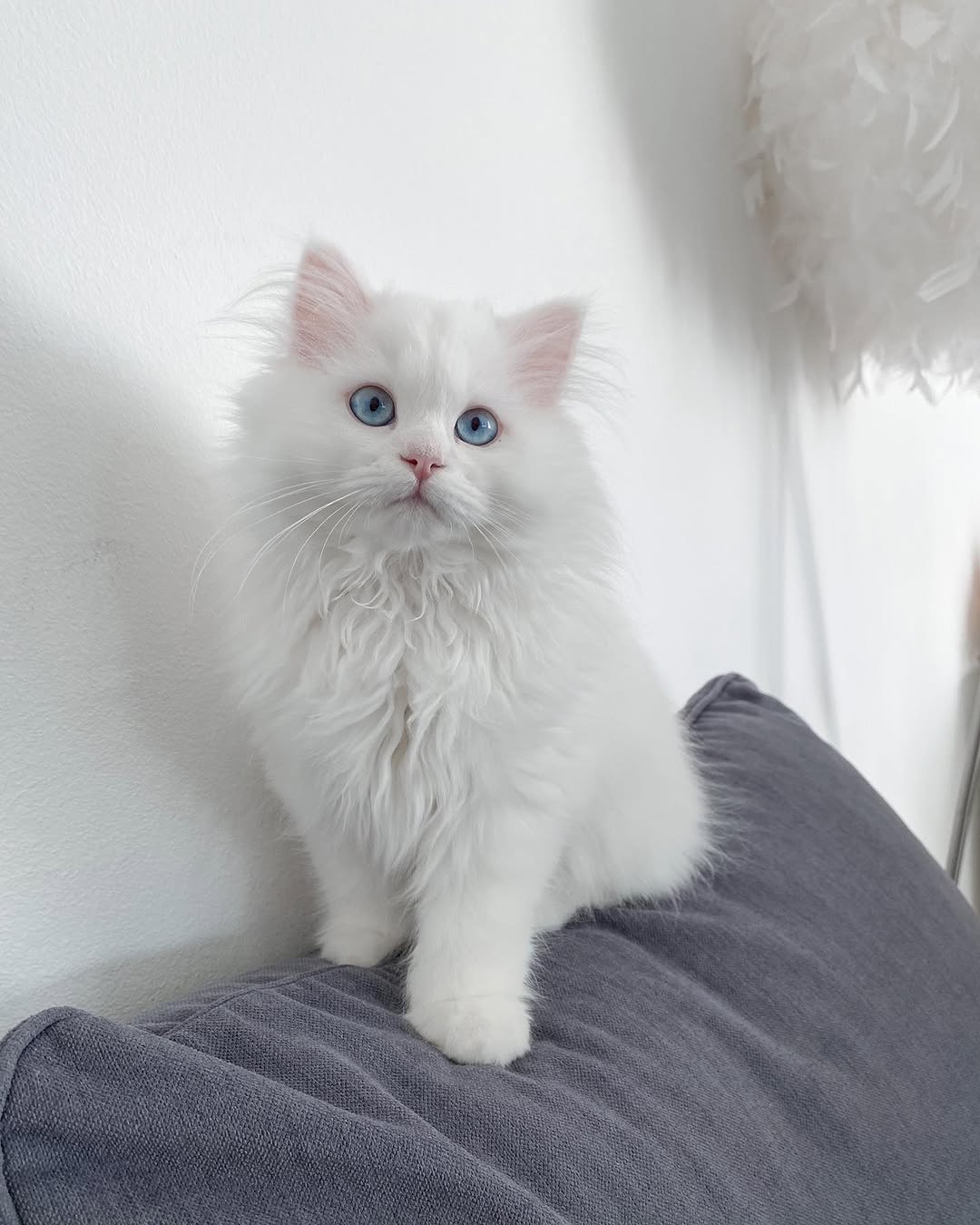 Maya — Persian Female