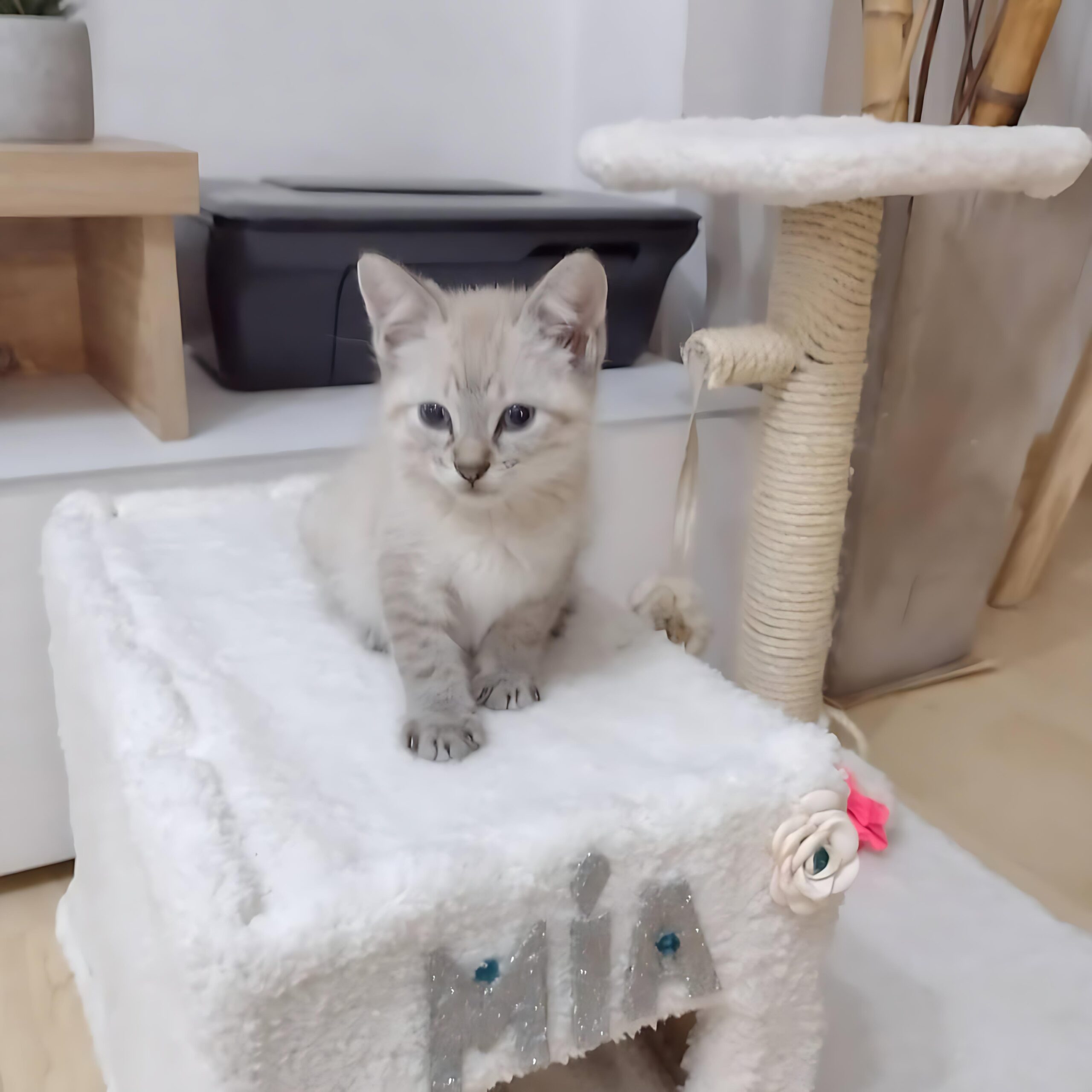 Mia — Siamese Female