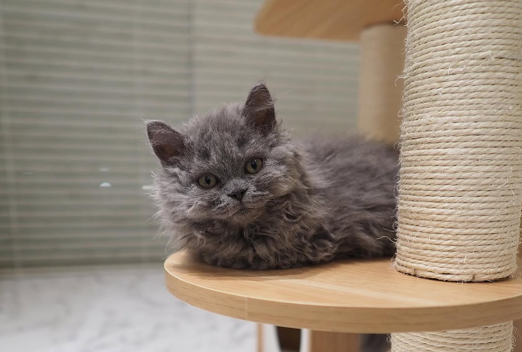 Mika — Persian Female