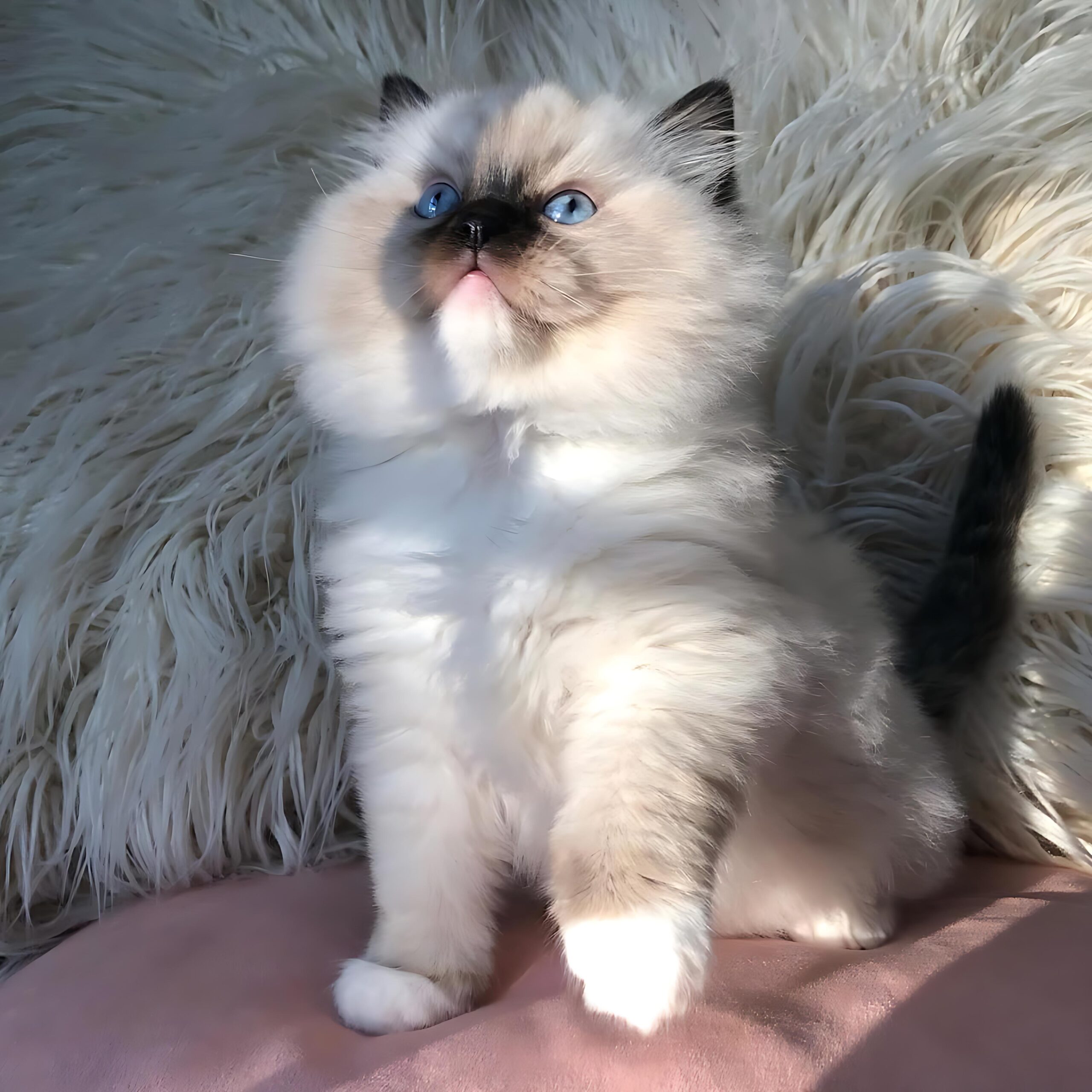 Mike — Ragdoll Male