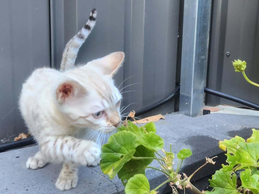Millie — Bengal Female