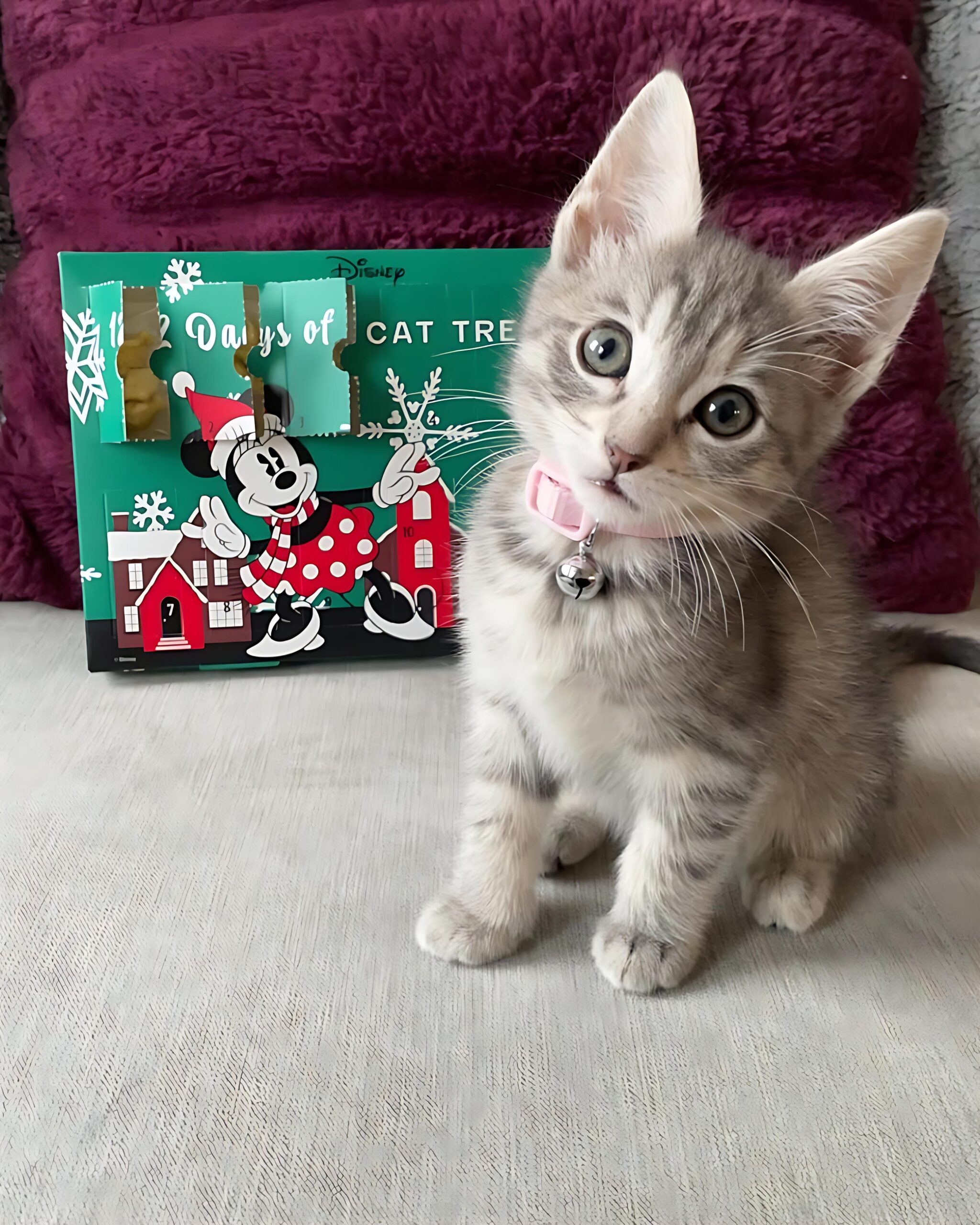 Minnie — Siamese Female