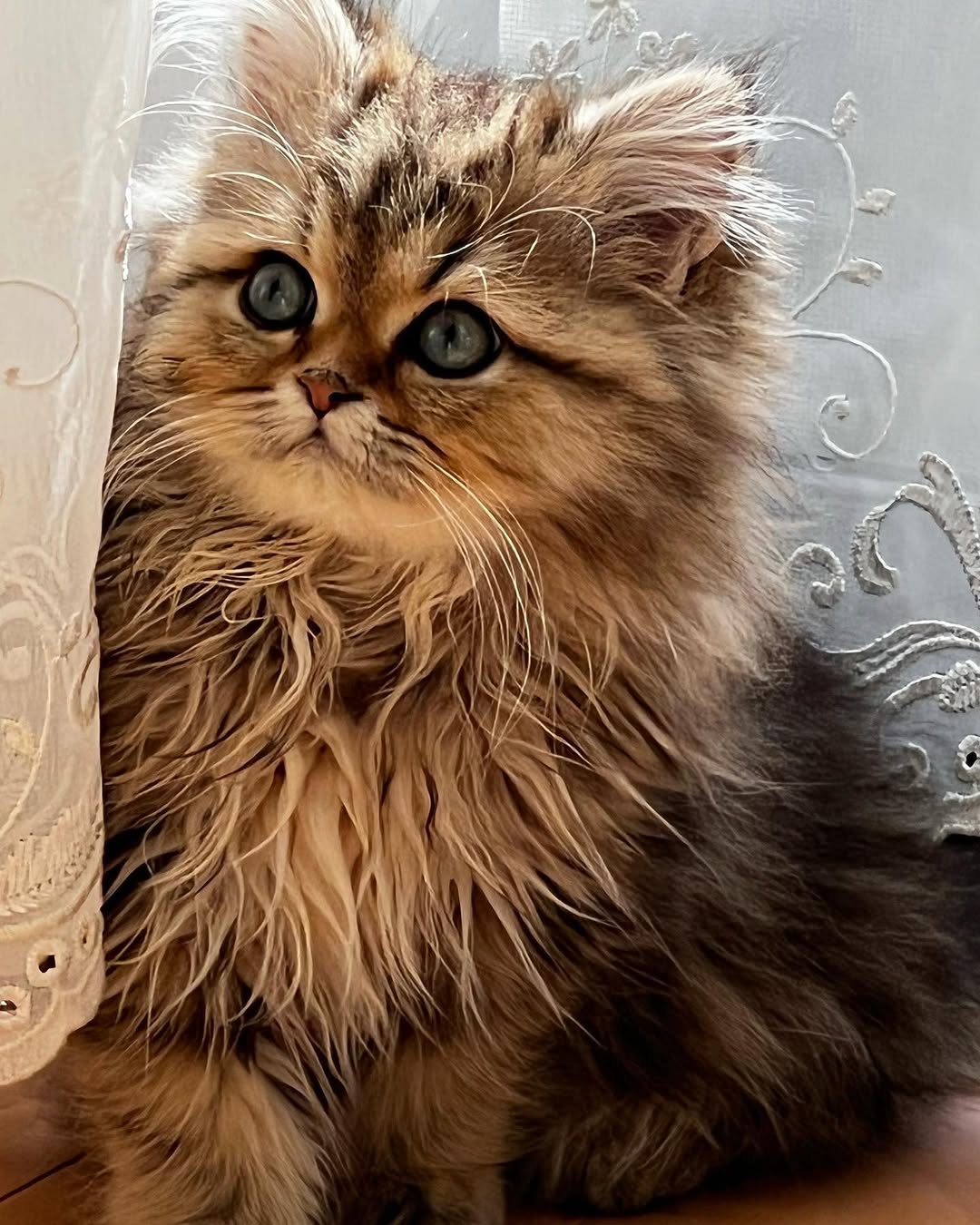 Mita — Persian Female