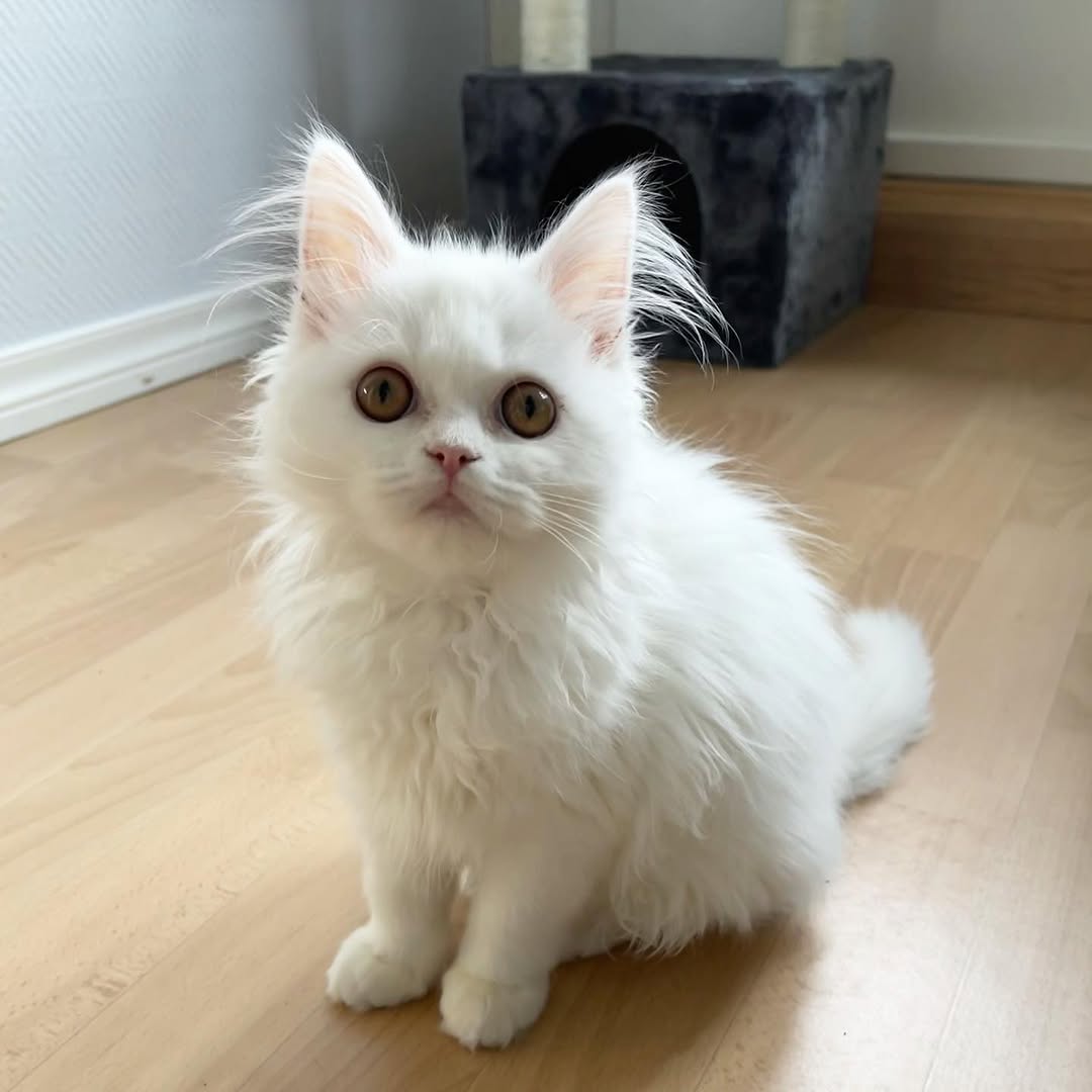 Mitch — Persian Male