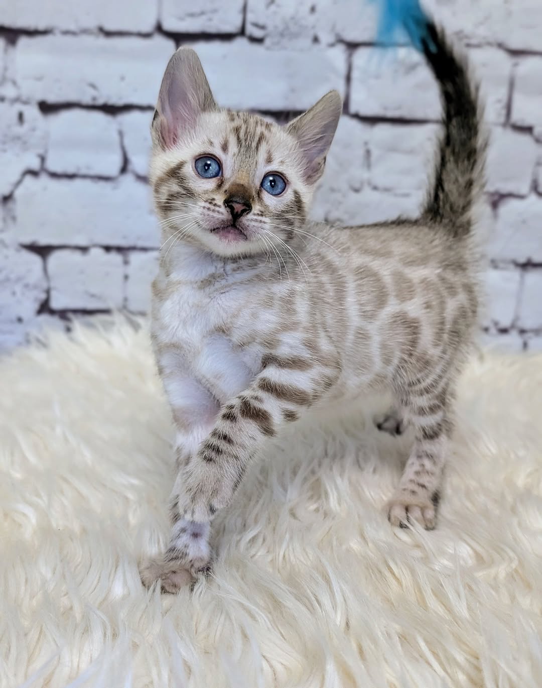 Moris — Bengal Female