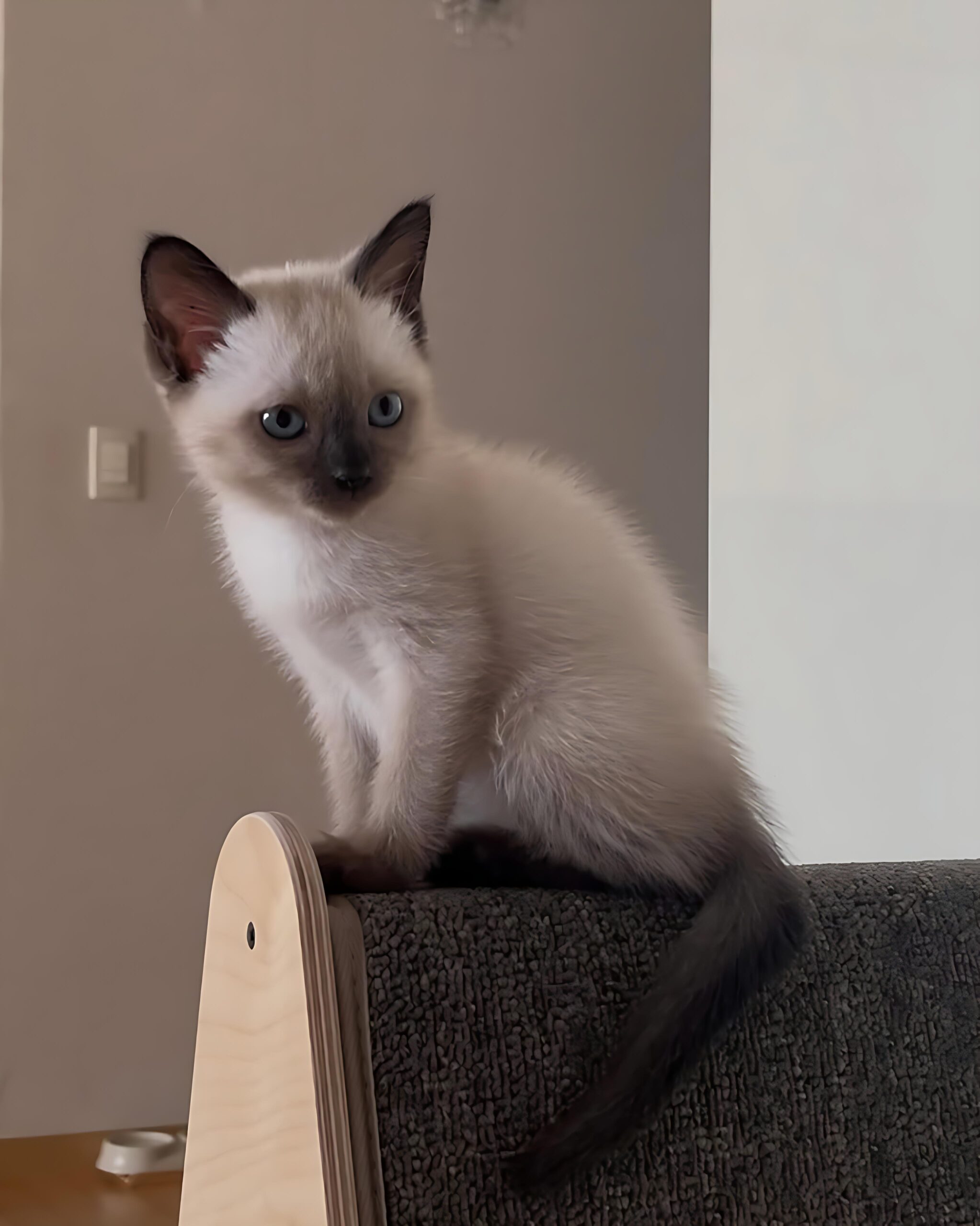 Nadia — Siamese Female