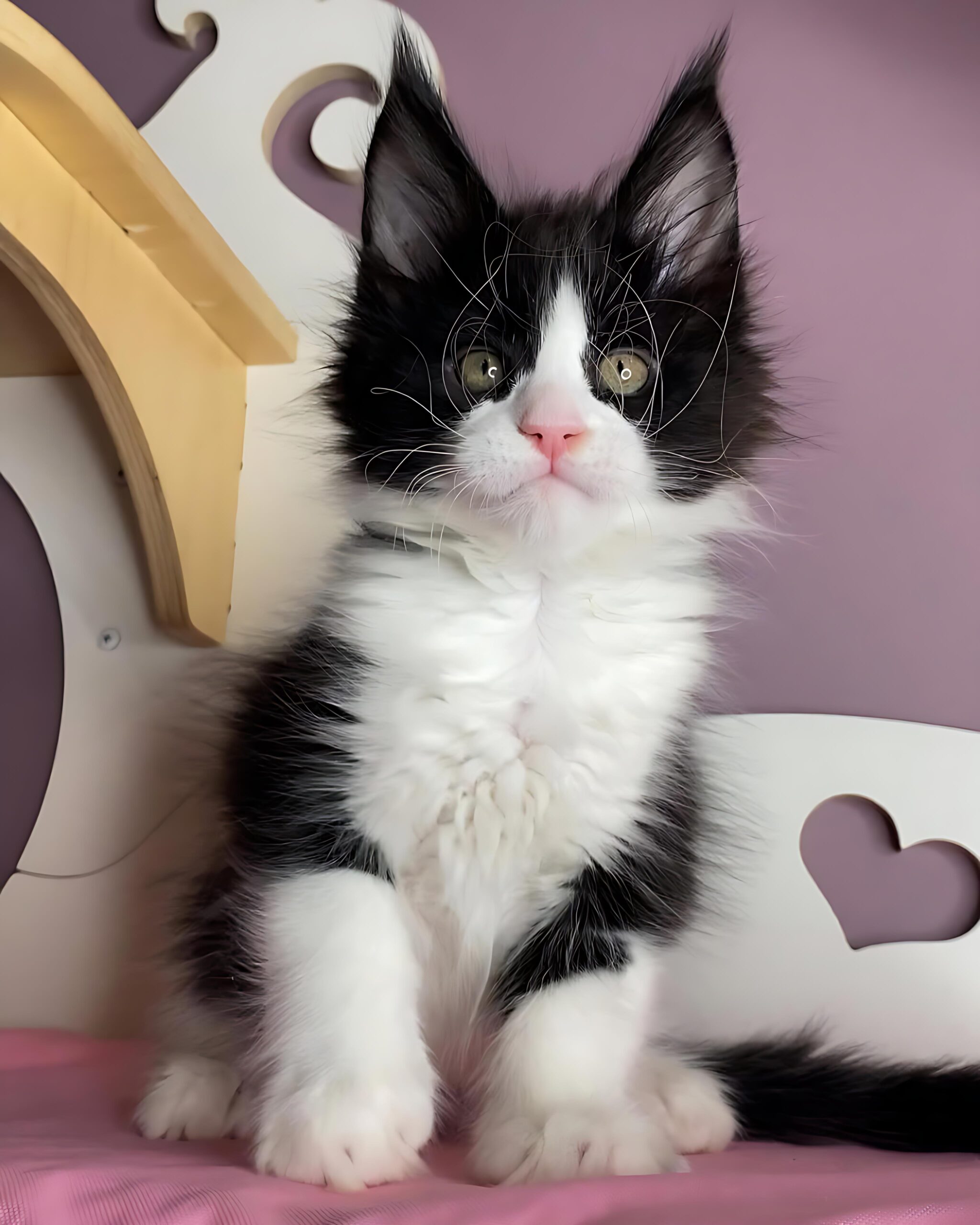 Nanita — Maine Coon Female