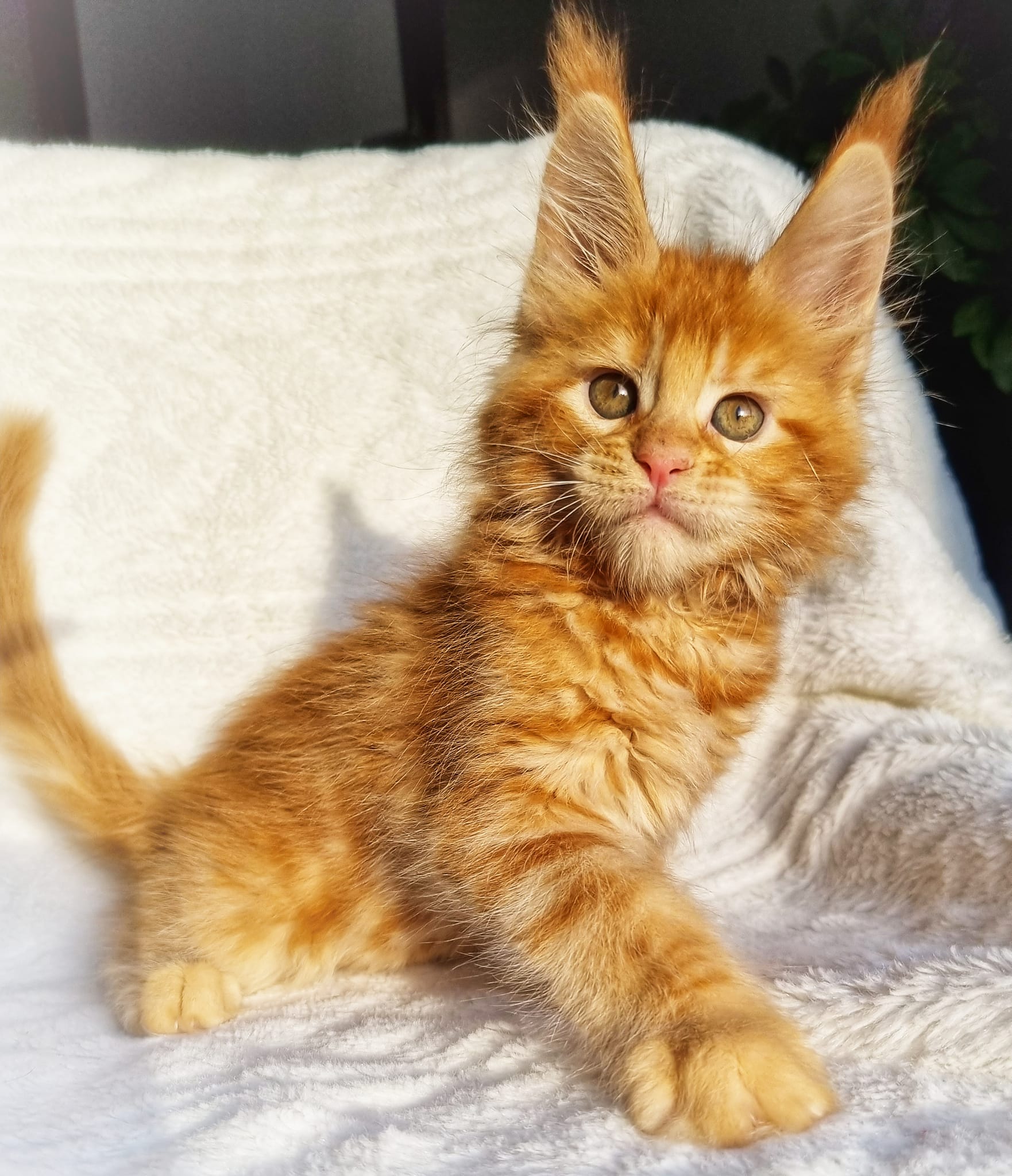 Nathalie — Maine Coon Female