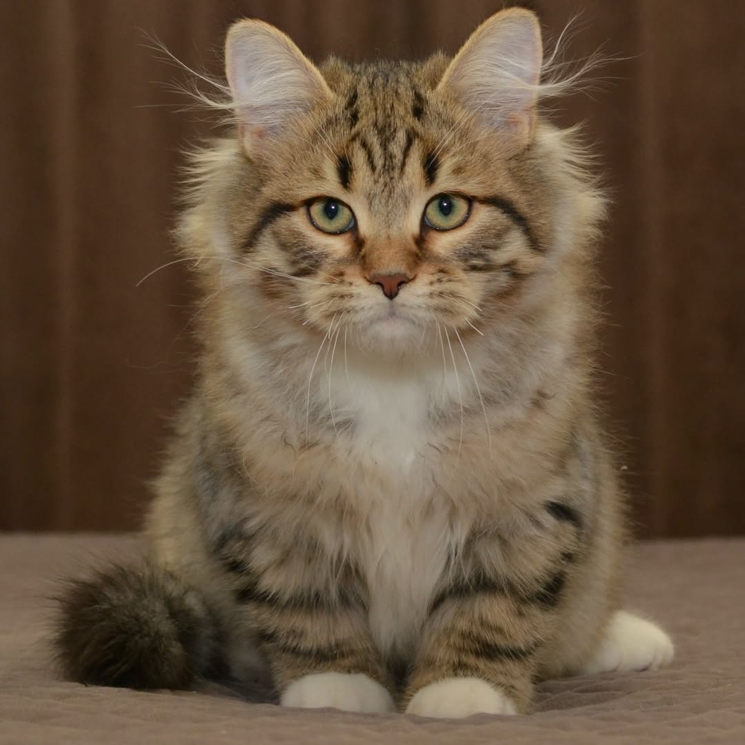 Neva — Siberian Male