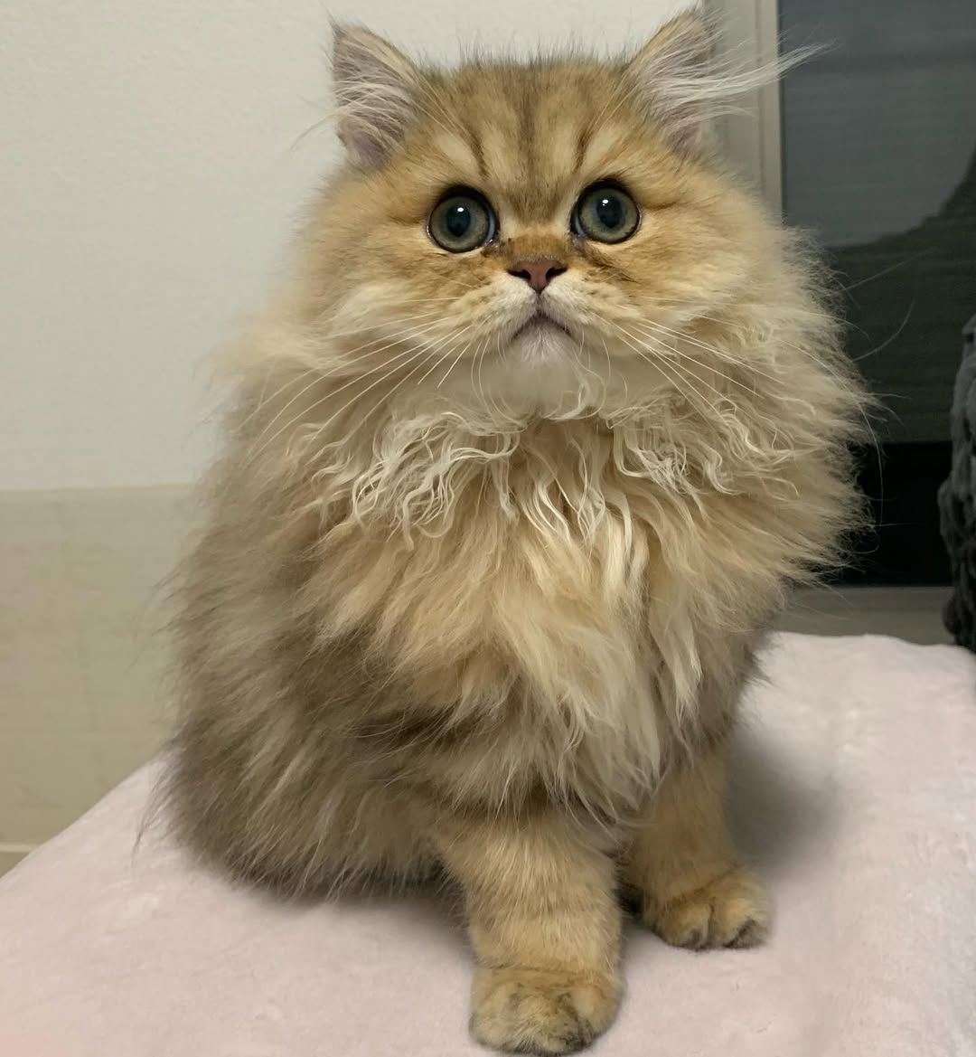 Neveah — Persian Female