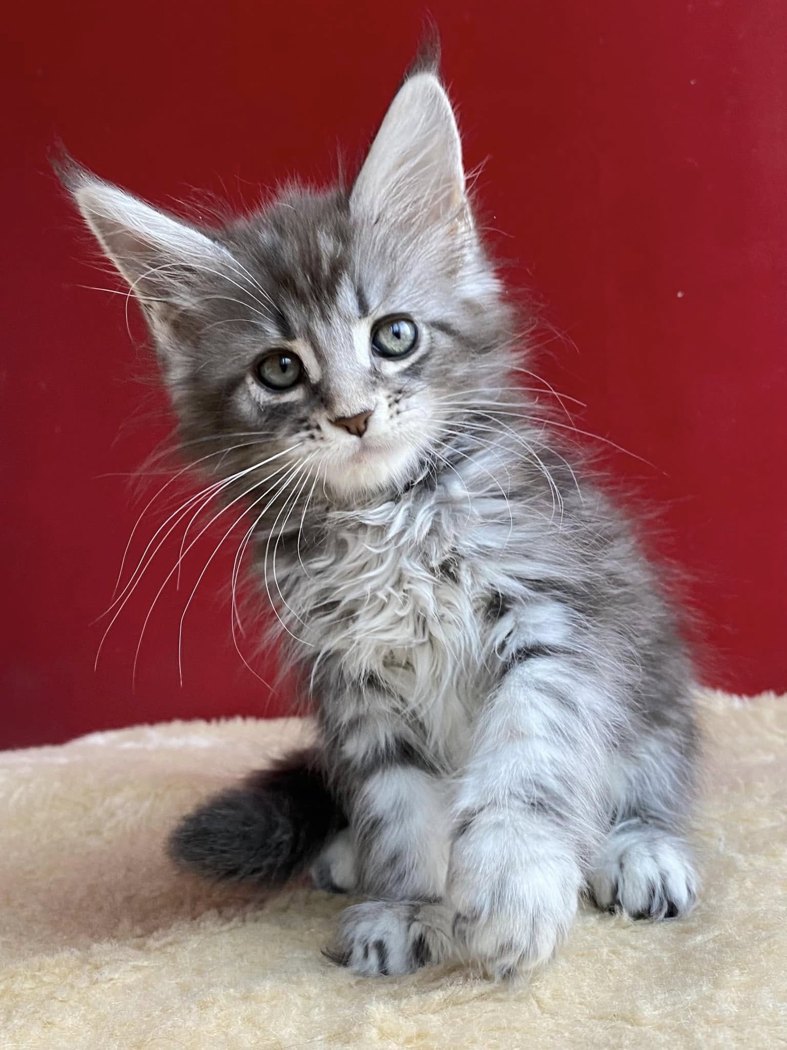 Nike — Maine Coon Female