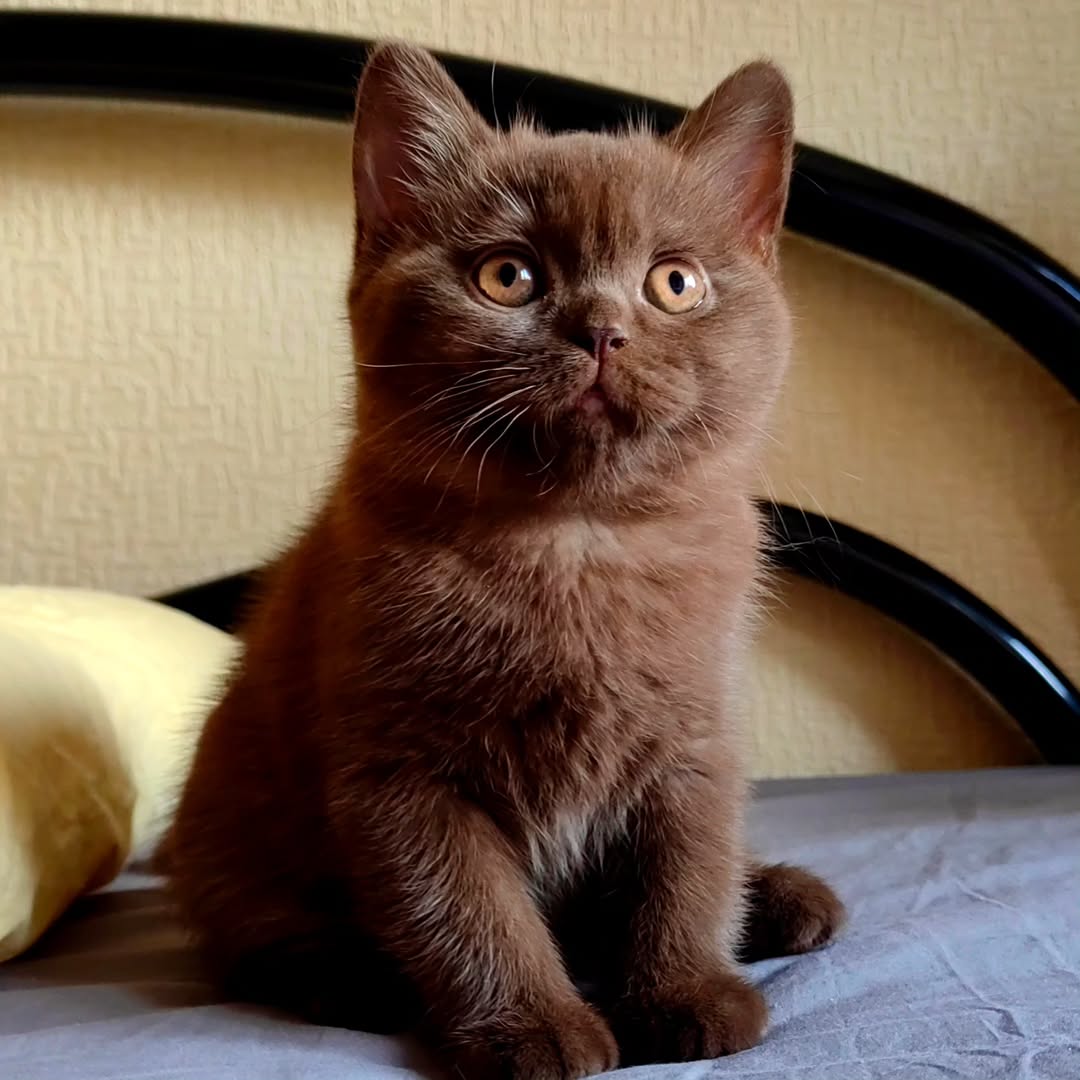 Nikira — British Shorthair Female
