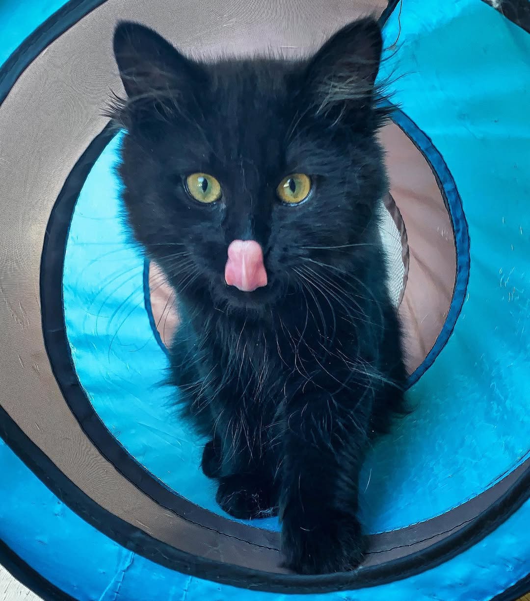 Nil — Siberian Male