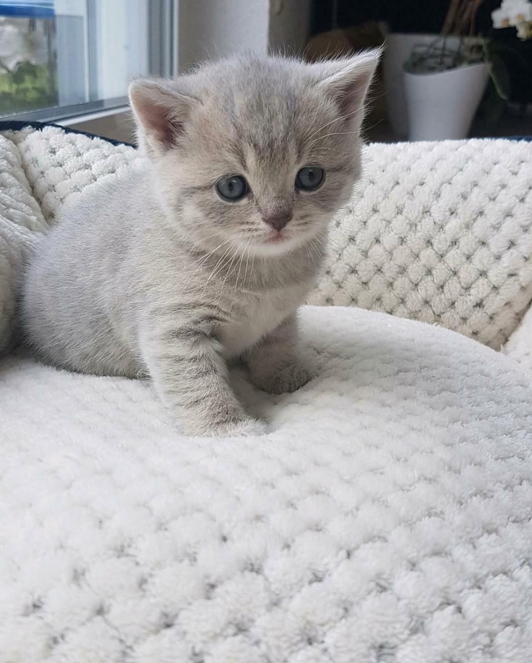Olivia — Scottish Fold Female