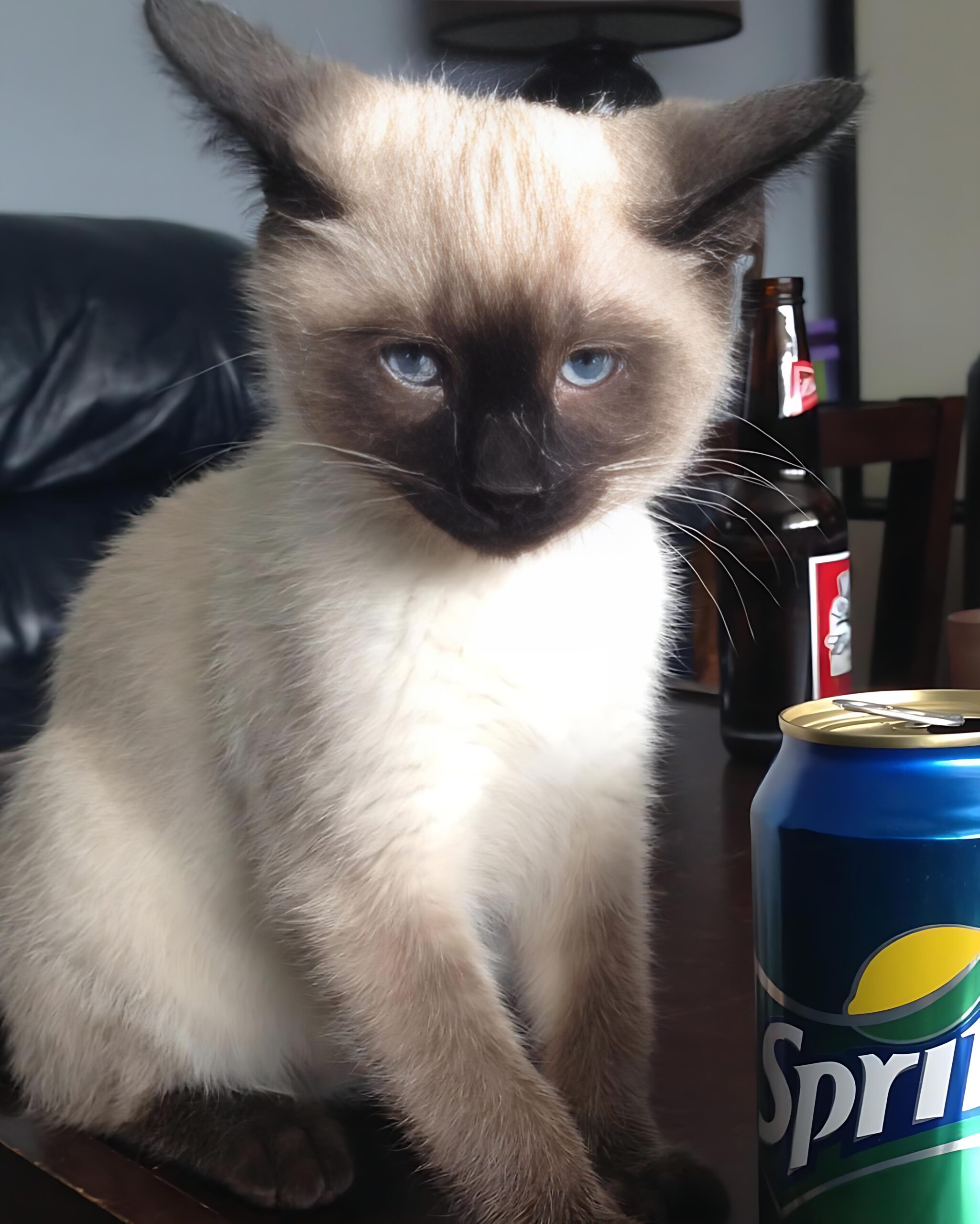 Onella — Siamese Female