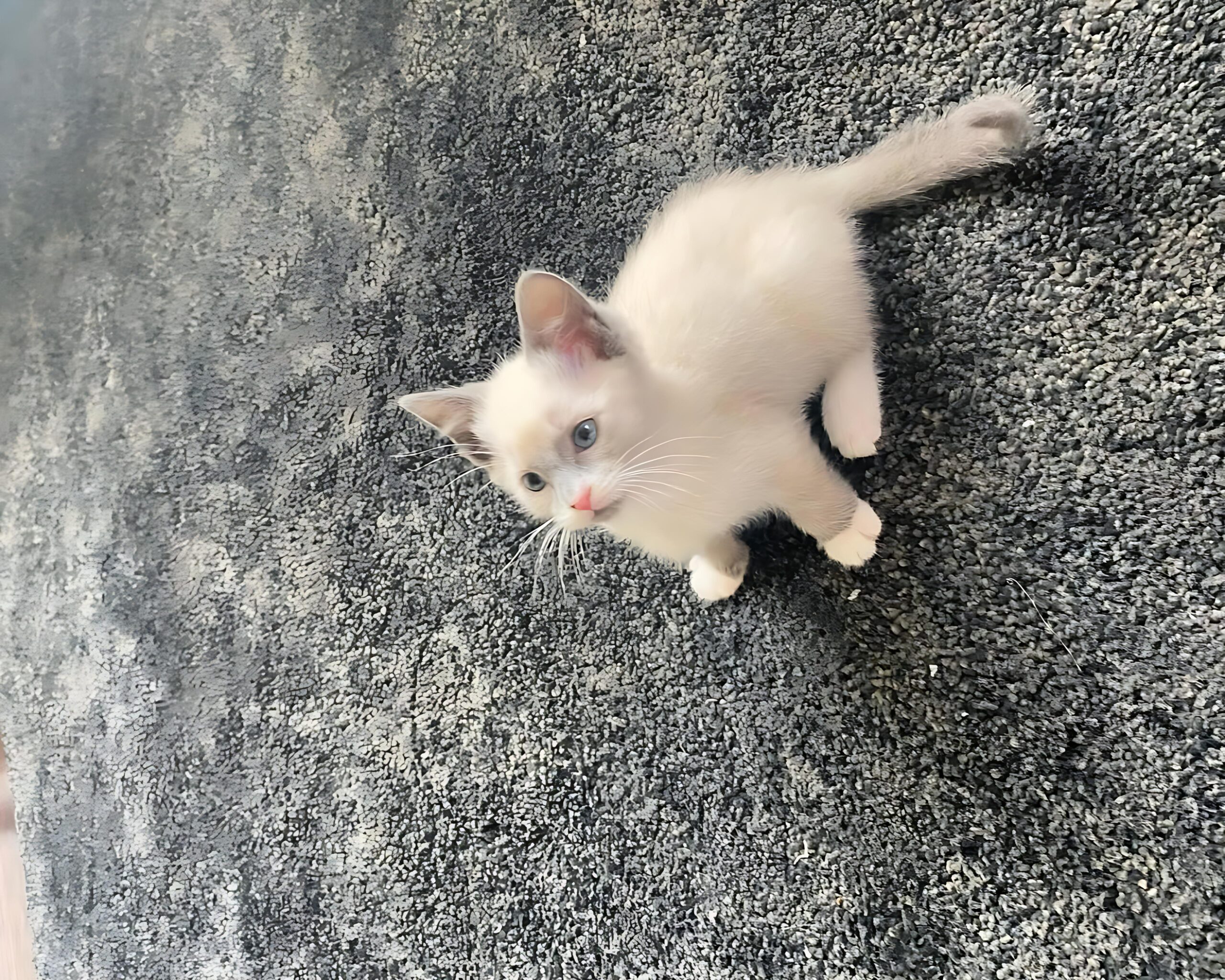 Otto — Siamese Male