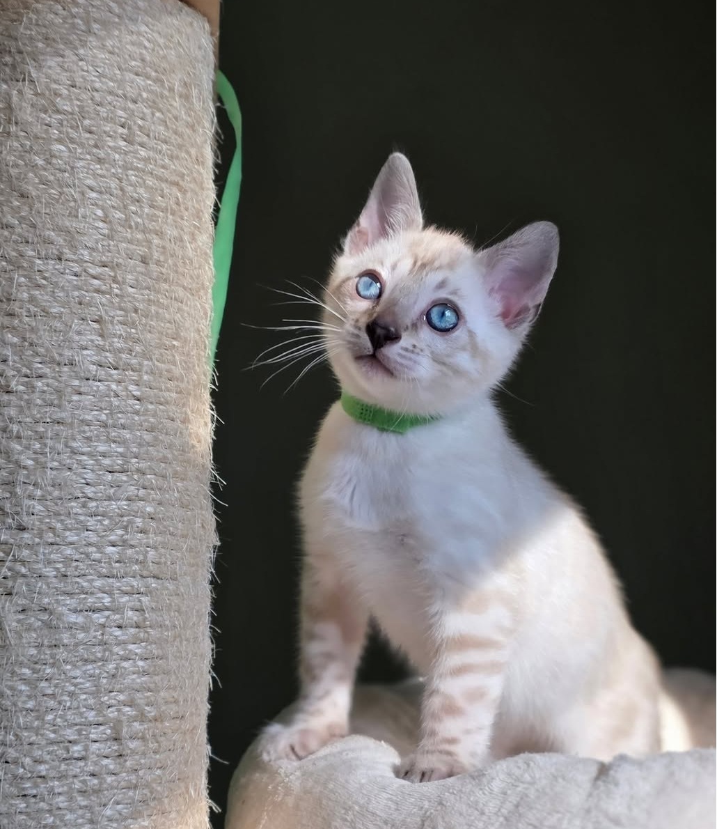 Pero — Bengal Male