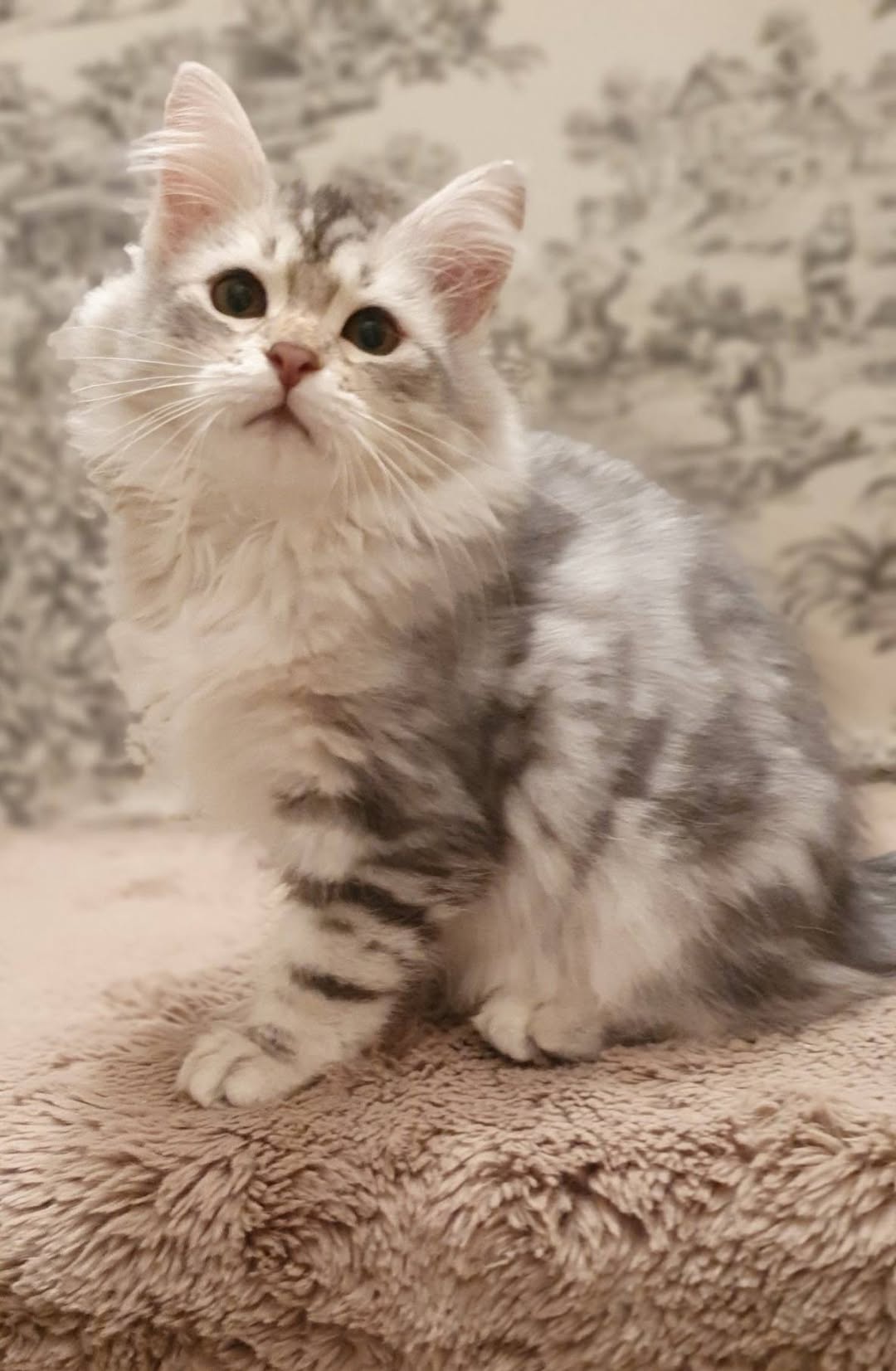 Peter — Siberian Male