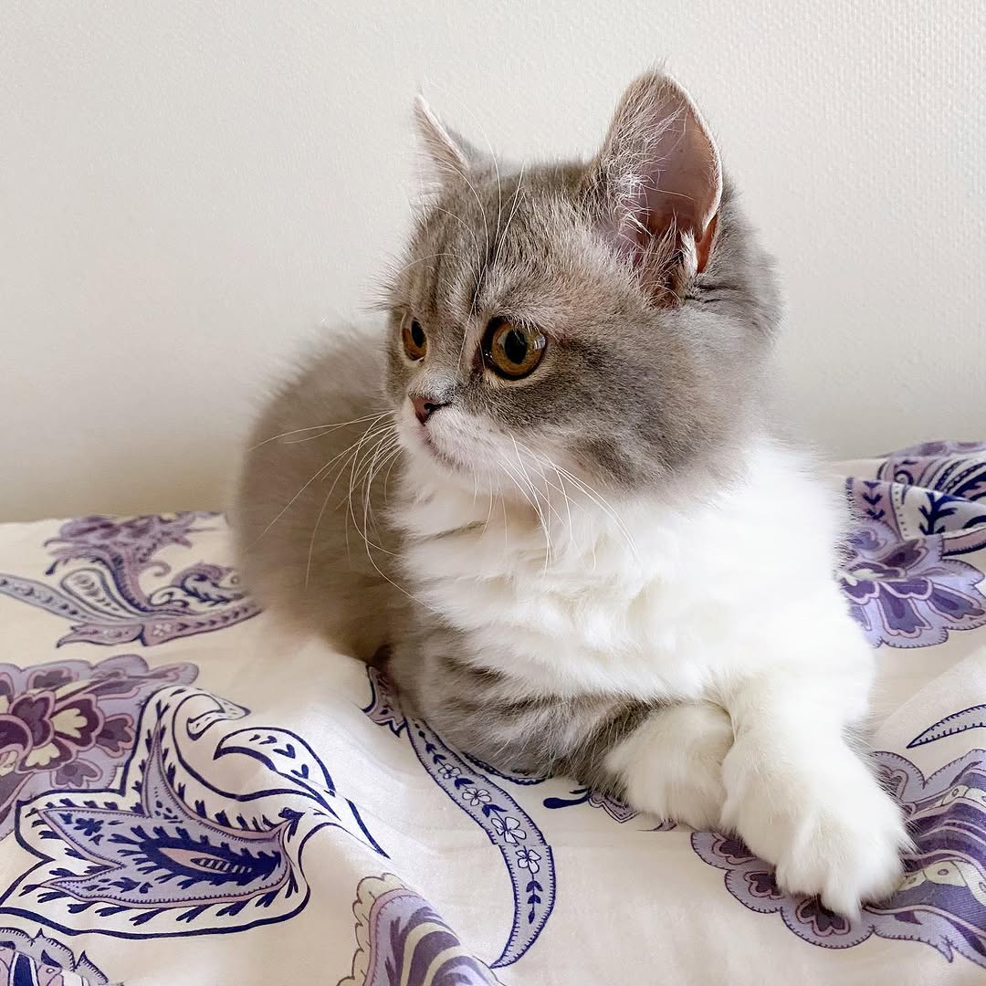 Phil — Persian Male