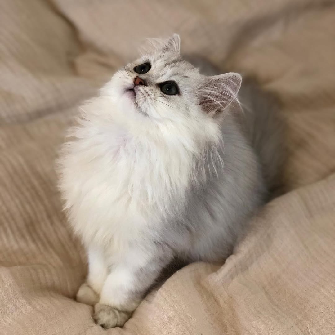 Prisca — Persian Female