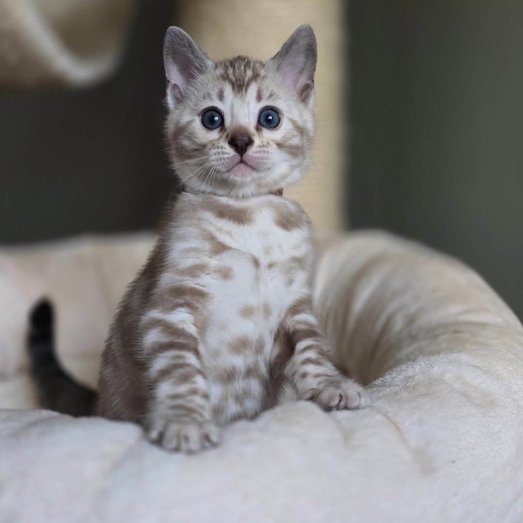 Purity — Bengal Female