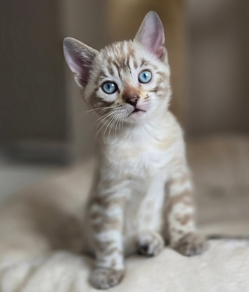 Ralp — Bengal Male
