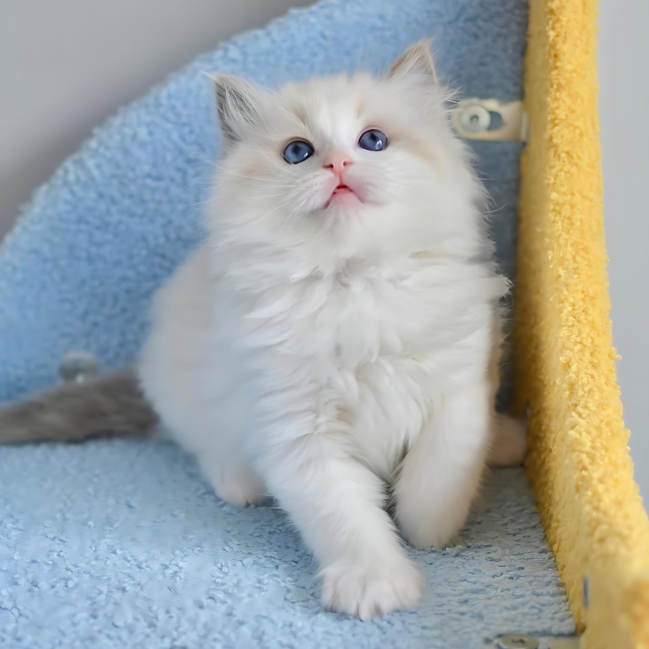 Remi — Ragdoll Male