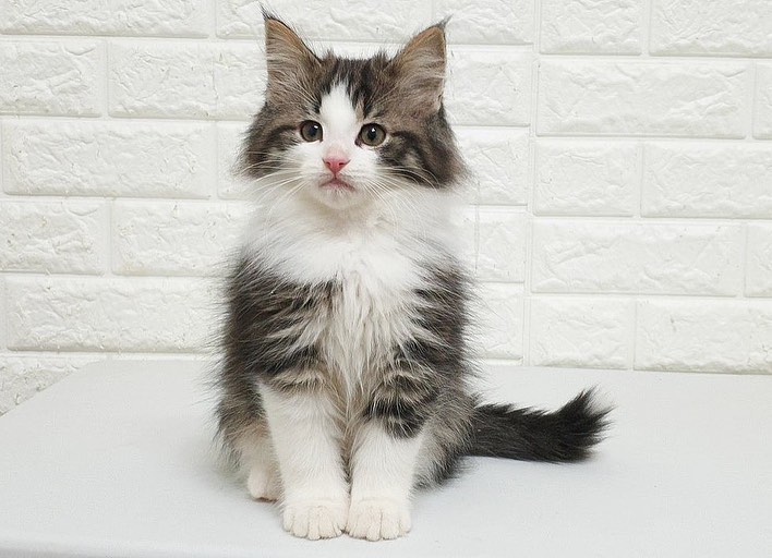 Richie — Norwegian Forest Male