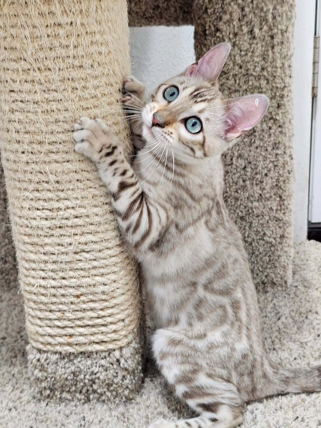 Riley — Bengal Male