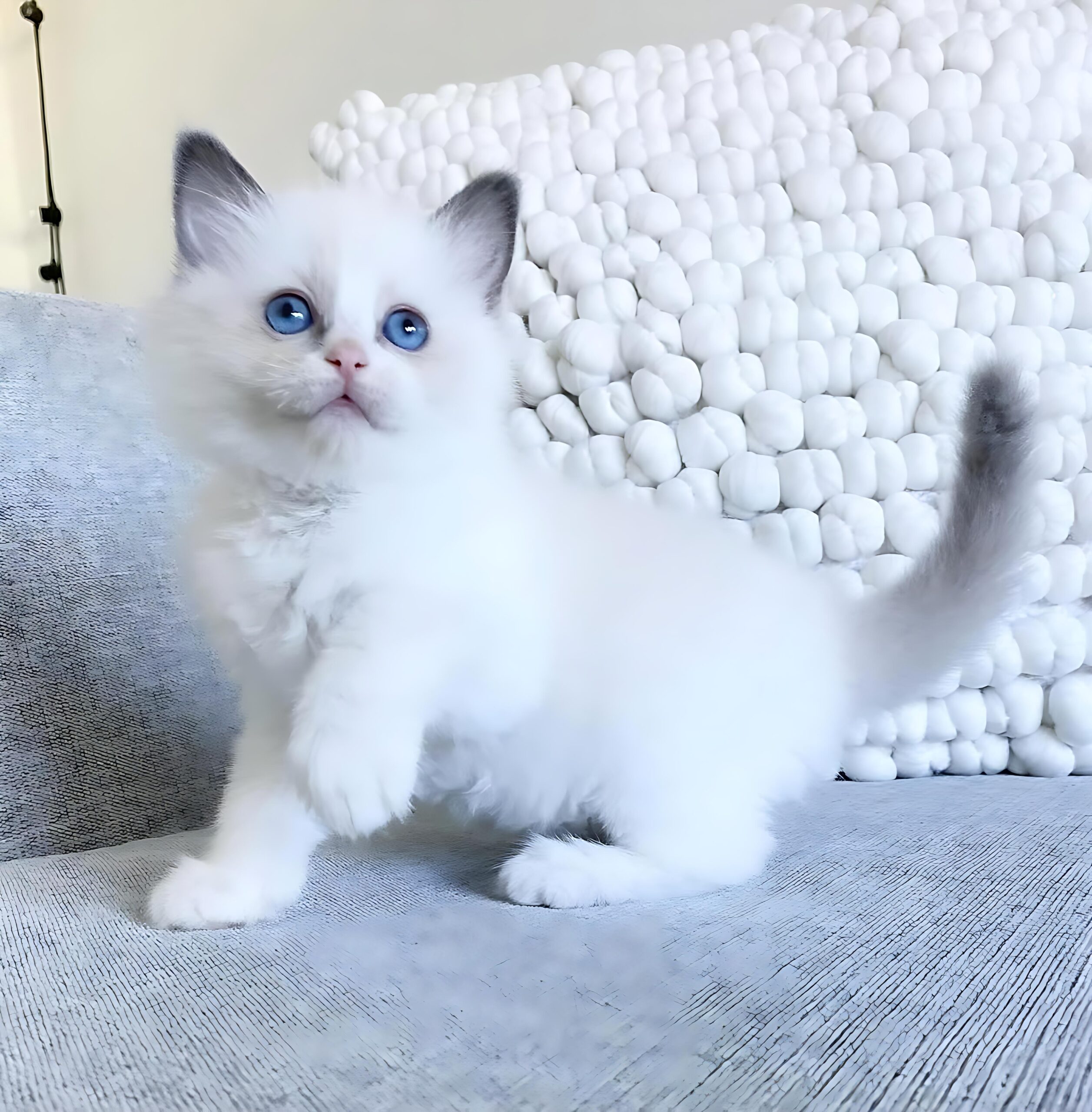 Ronja — Ragdoll Female