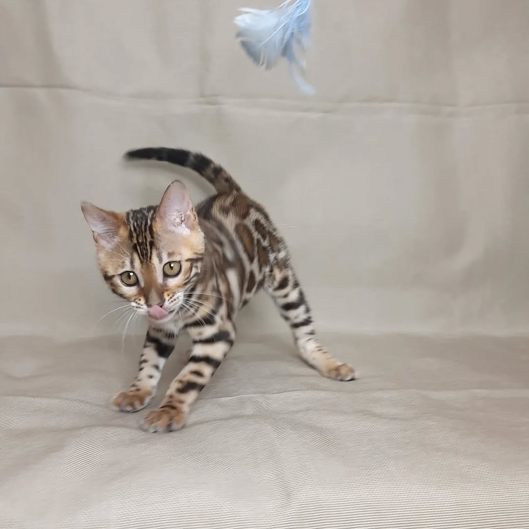 Rosy — Bengal Female