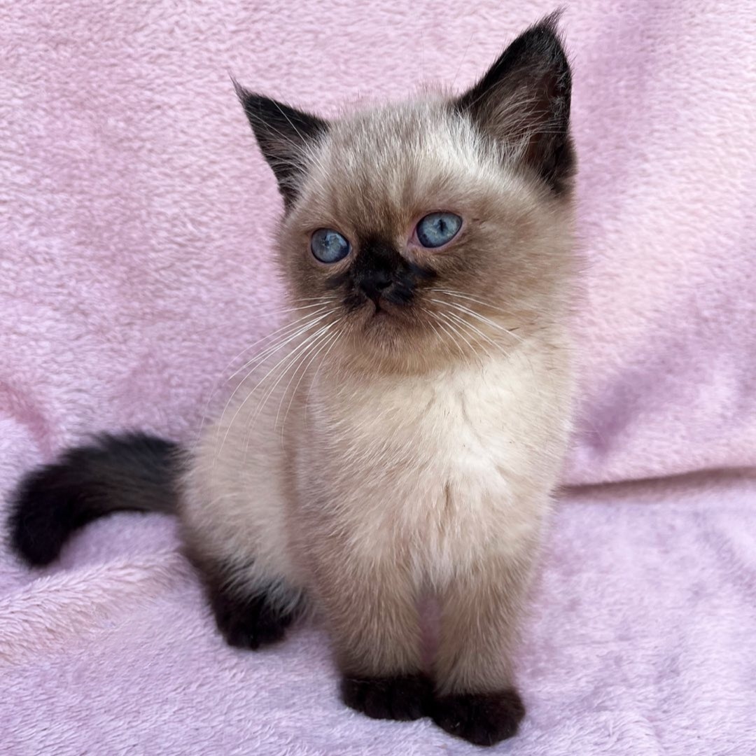 Roxanne — Scottish Fold Female