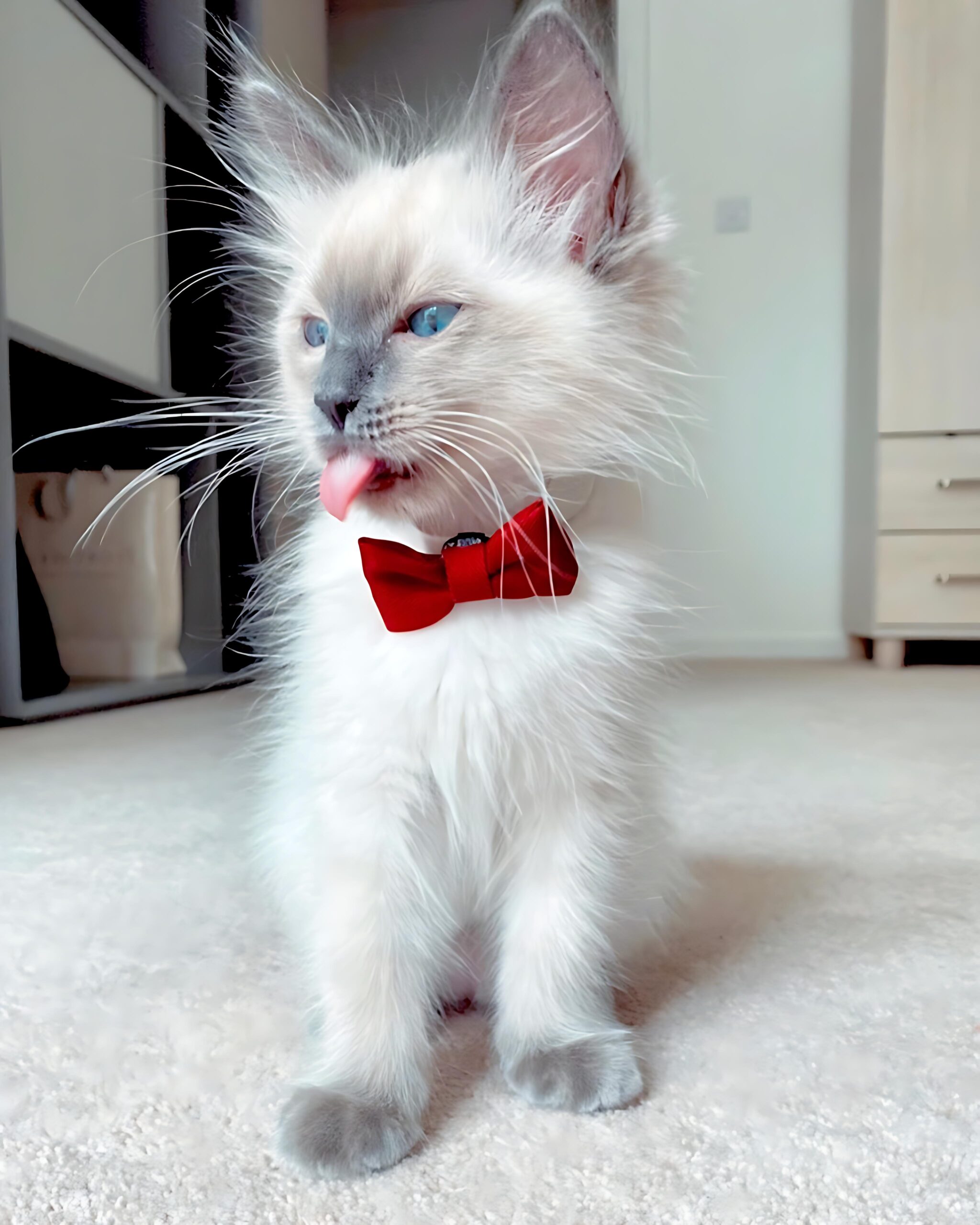 Roy — Ragdoll Male