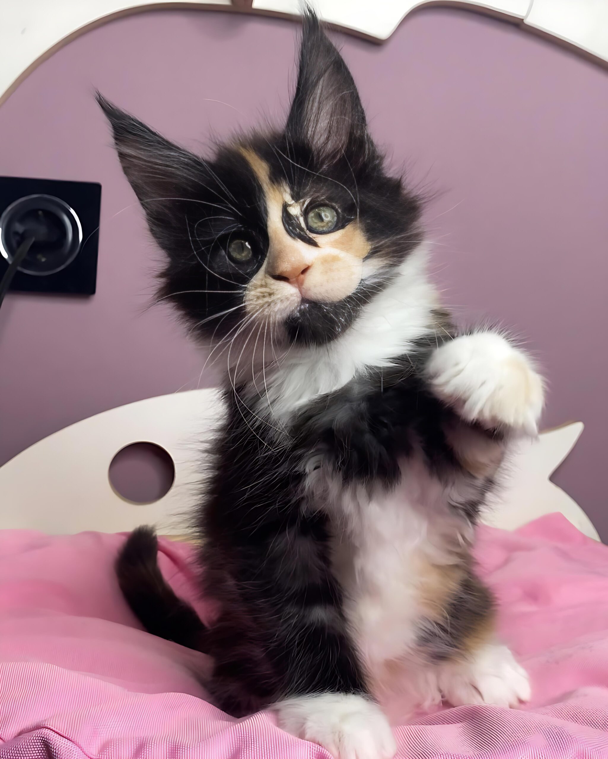 Ruth — Maine Coon Female
