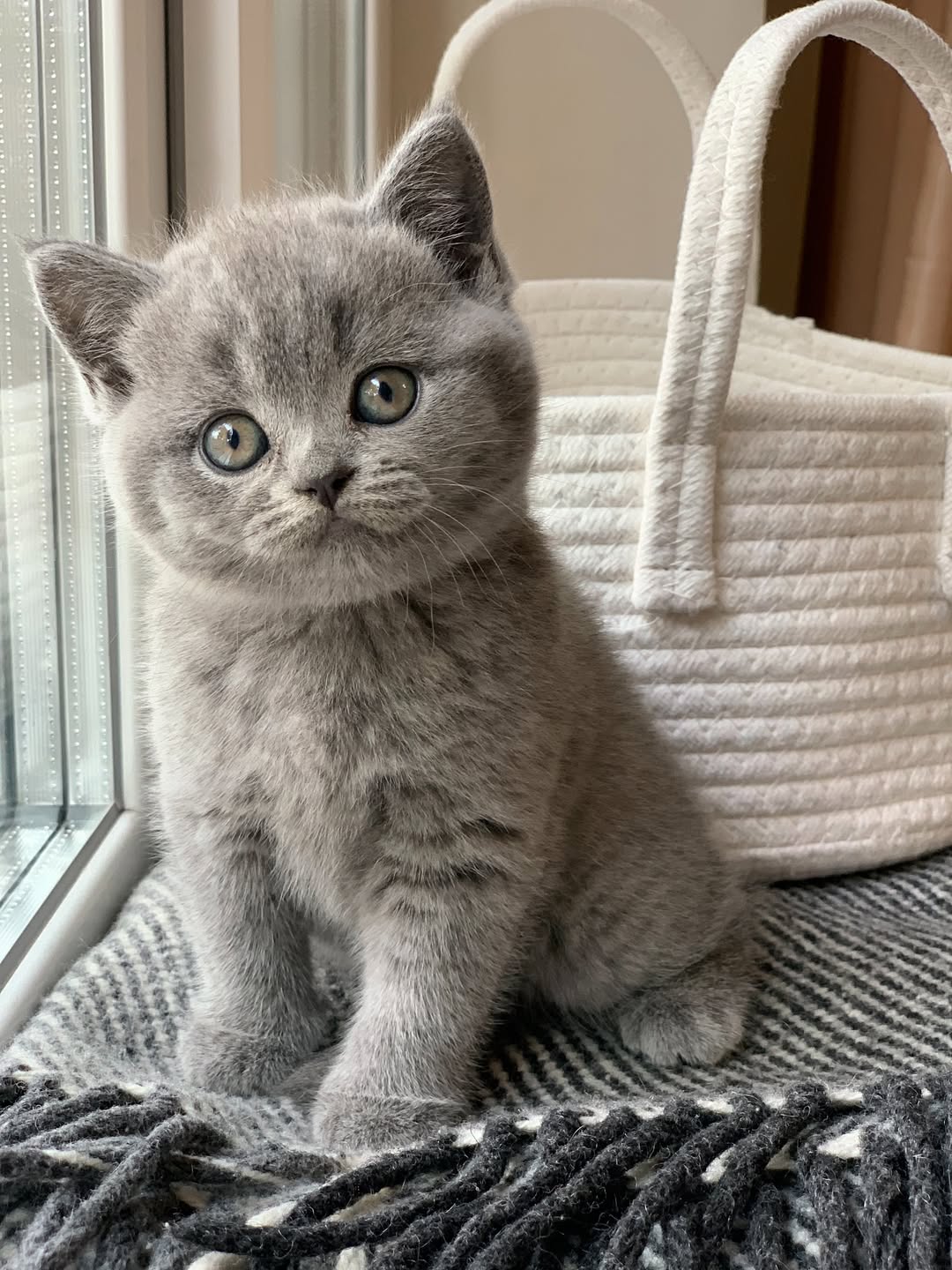 Sabrina — British Shorthair Female