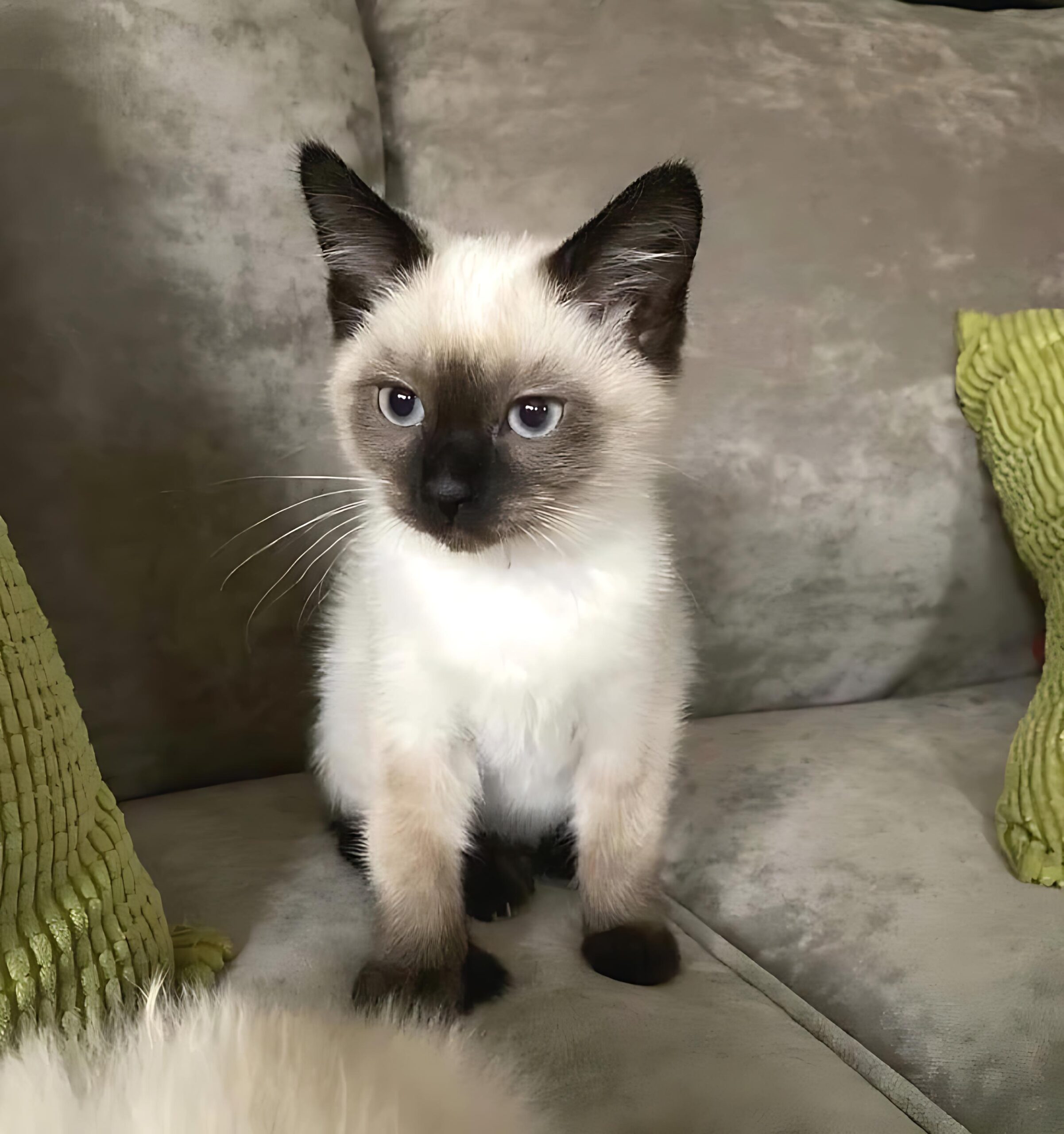 Samba — Siamese Male