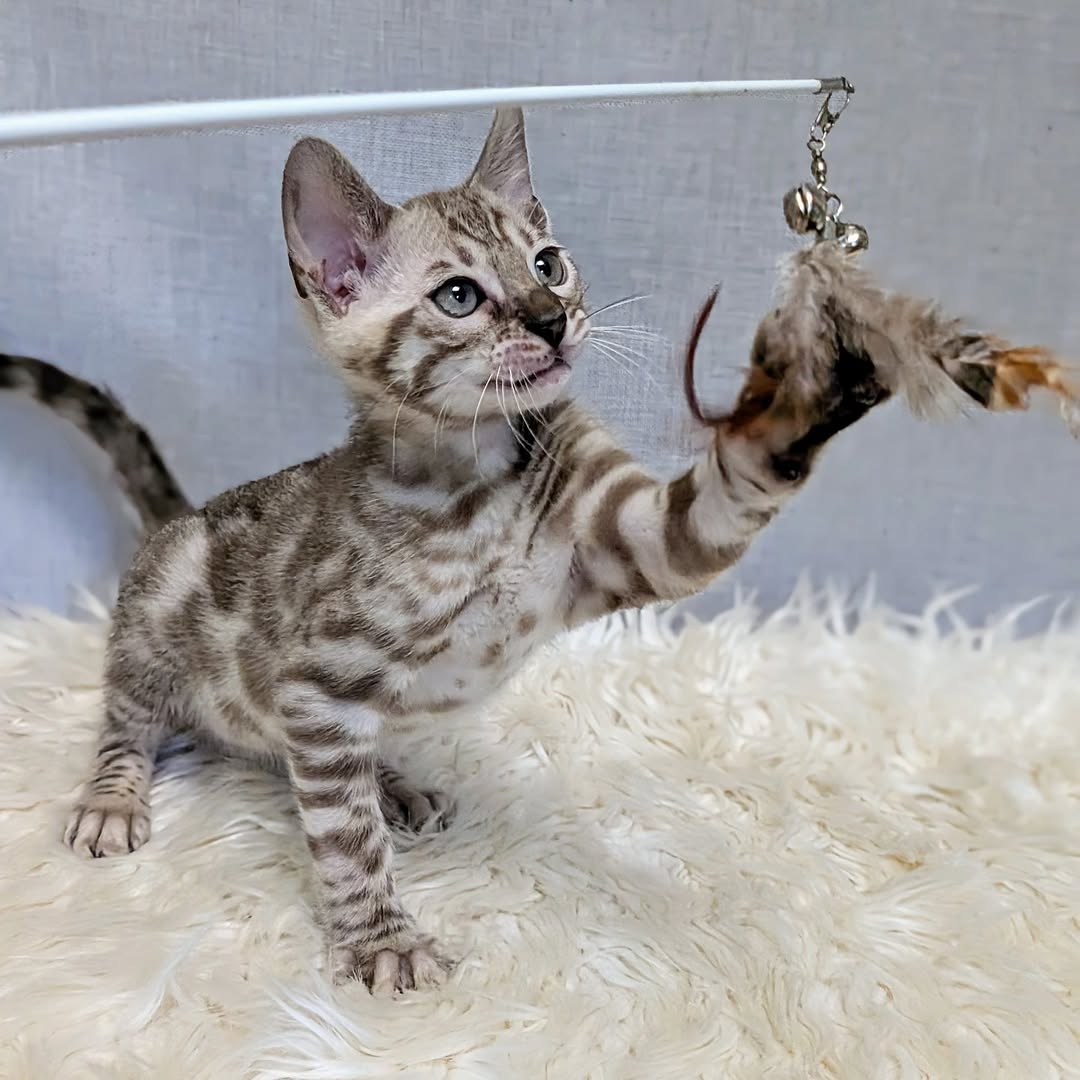 Sammy — Siamese Female
