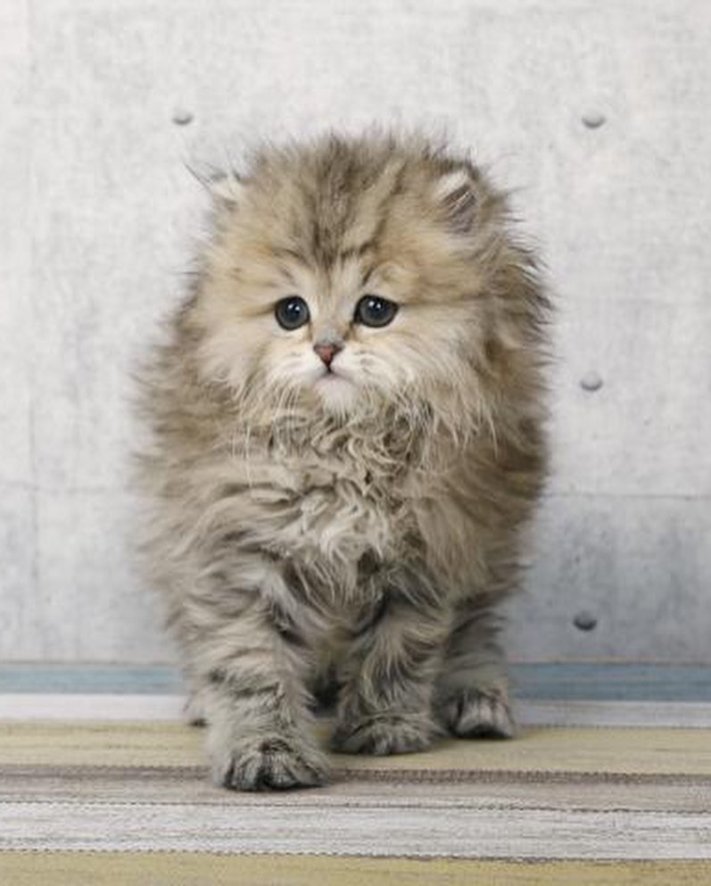 Santos — Persian Male