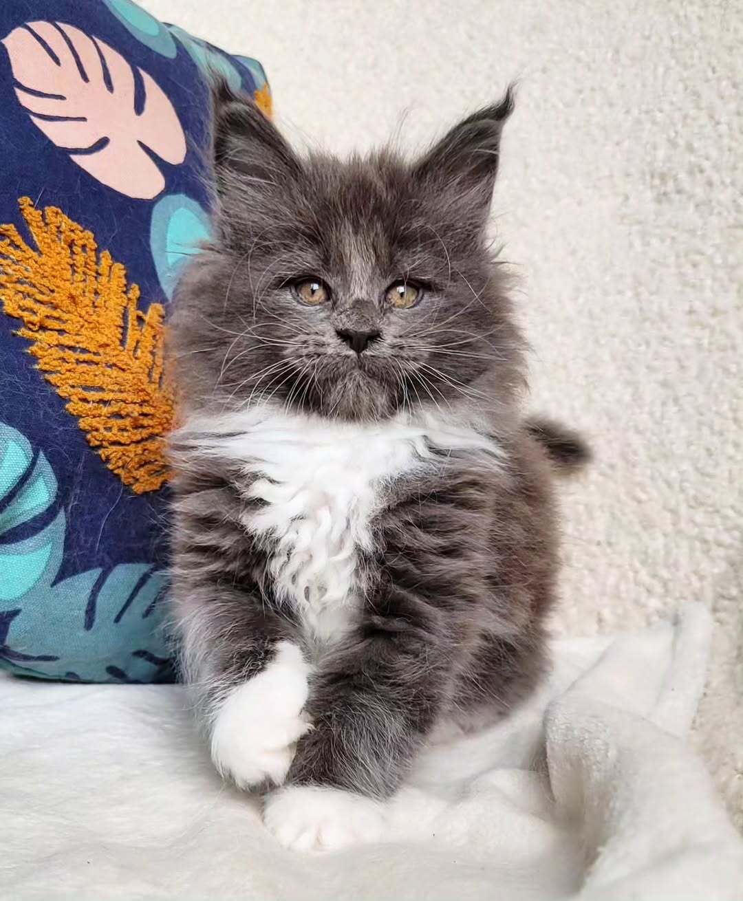 Shawn — Maine Coon Male