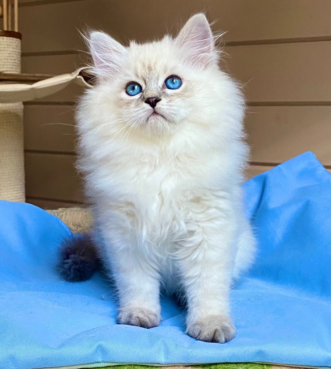 Shelton — Siberian Male