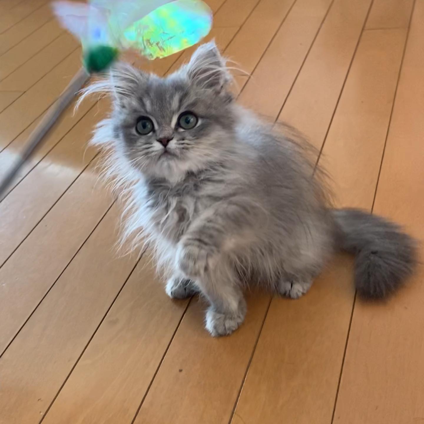 Shontel — Persian Female