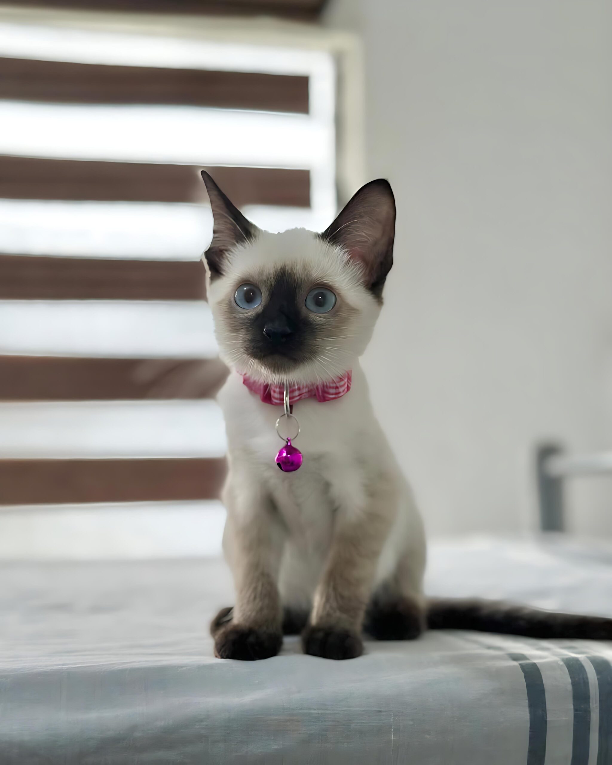Sienna — Siamese Female