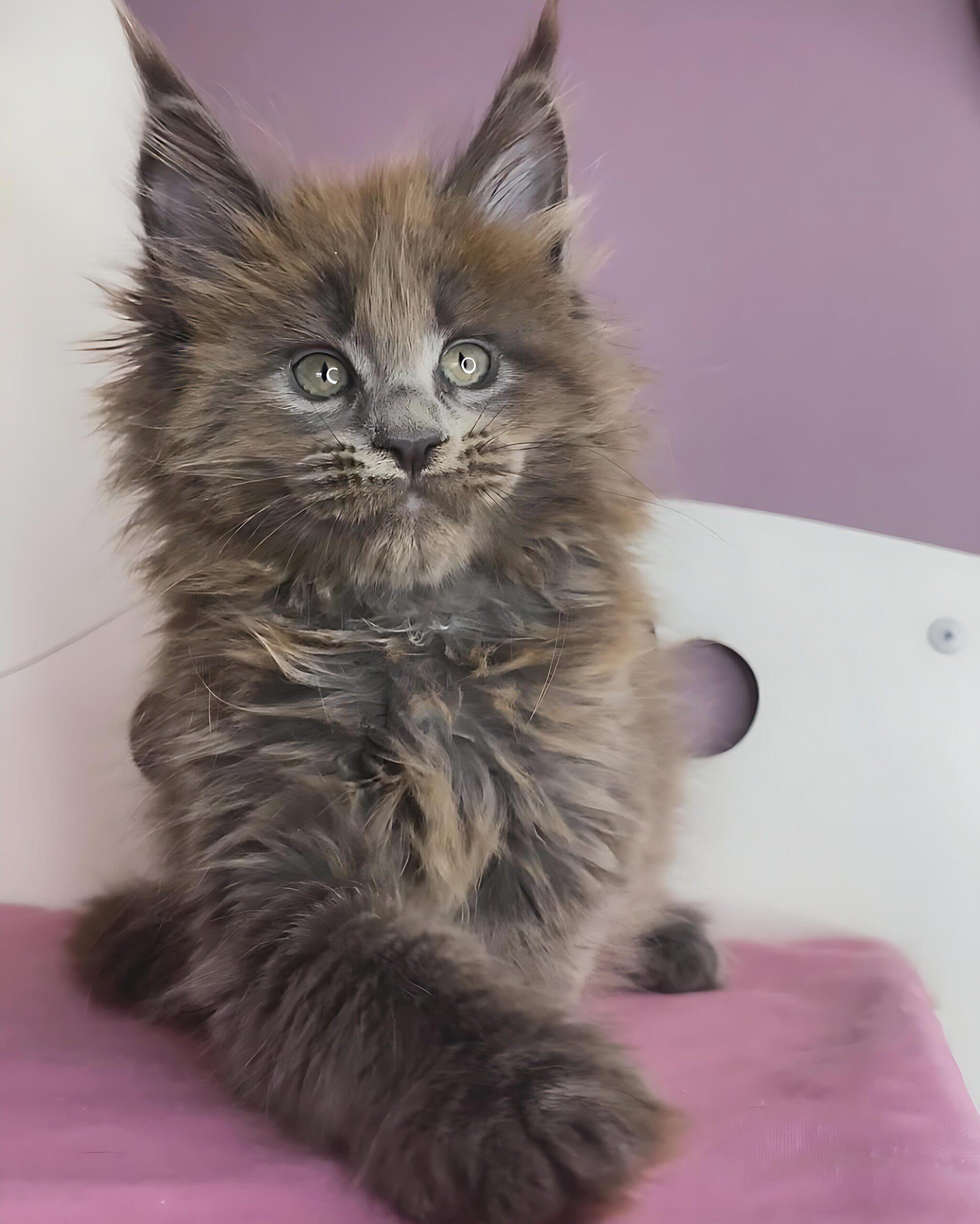 Simba — Maine Coon Male